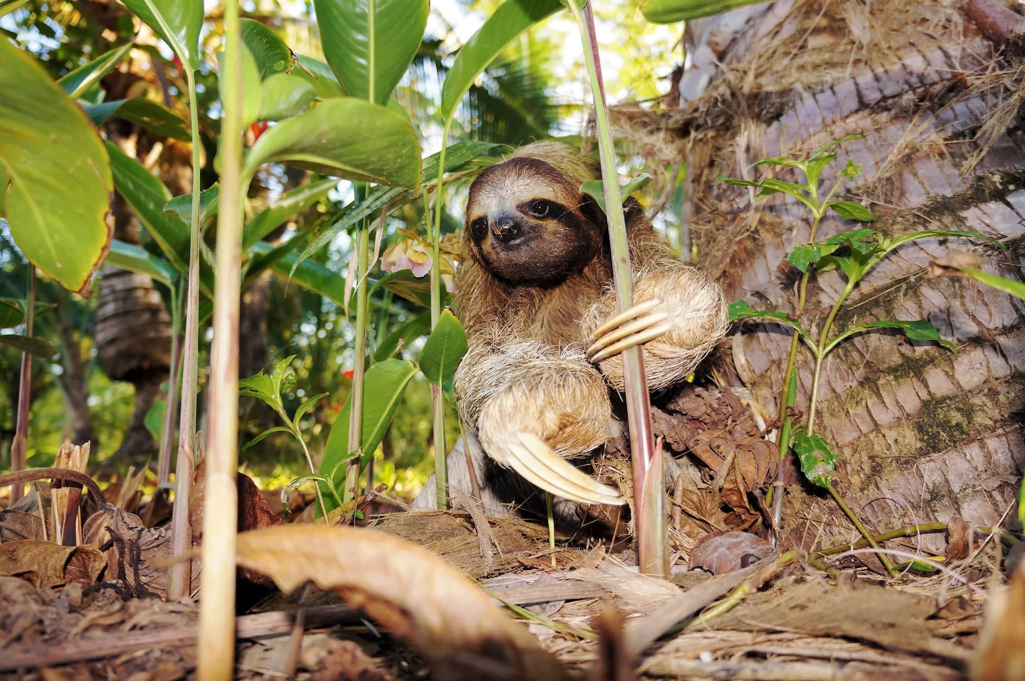 Three-toed sloth on the ground, Costa Rica, Central America
