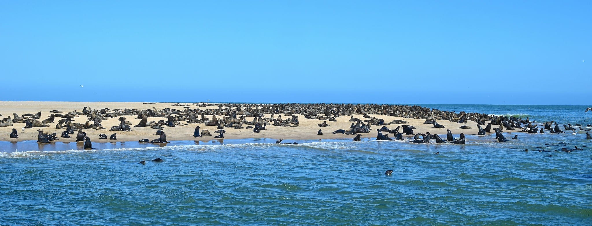 Seal island near Walvis Bay - Namibia