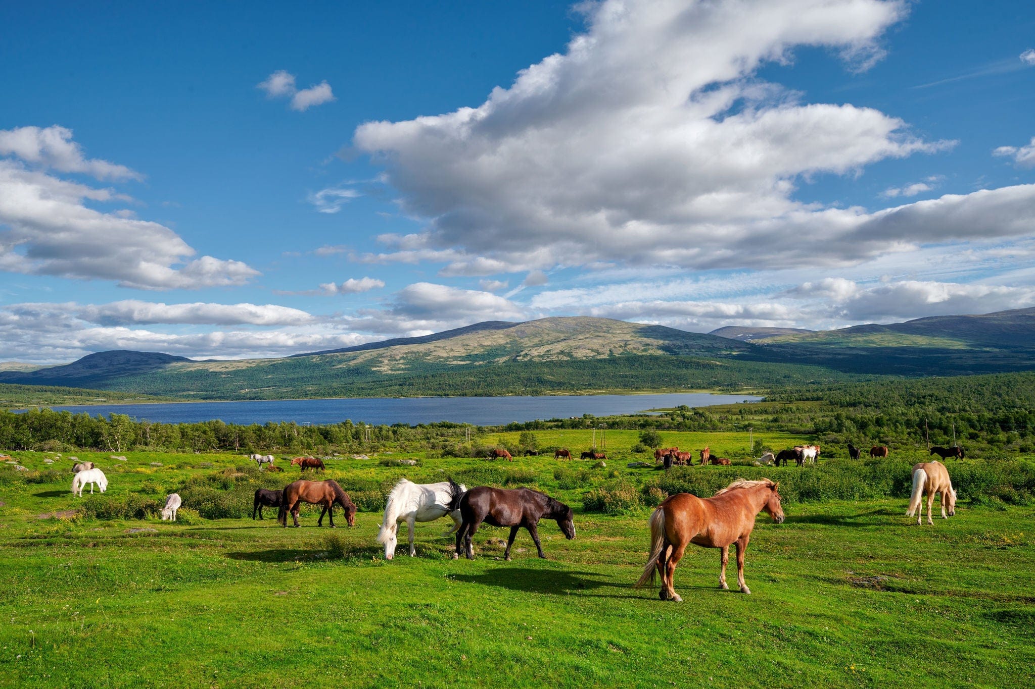Horses grazing in the pasture, Litlefjellet village, Central Norway