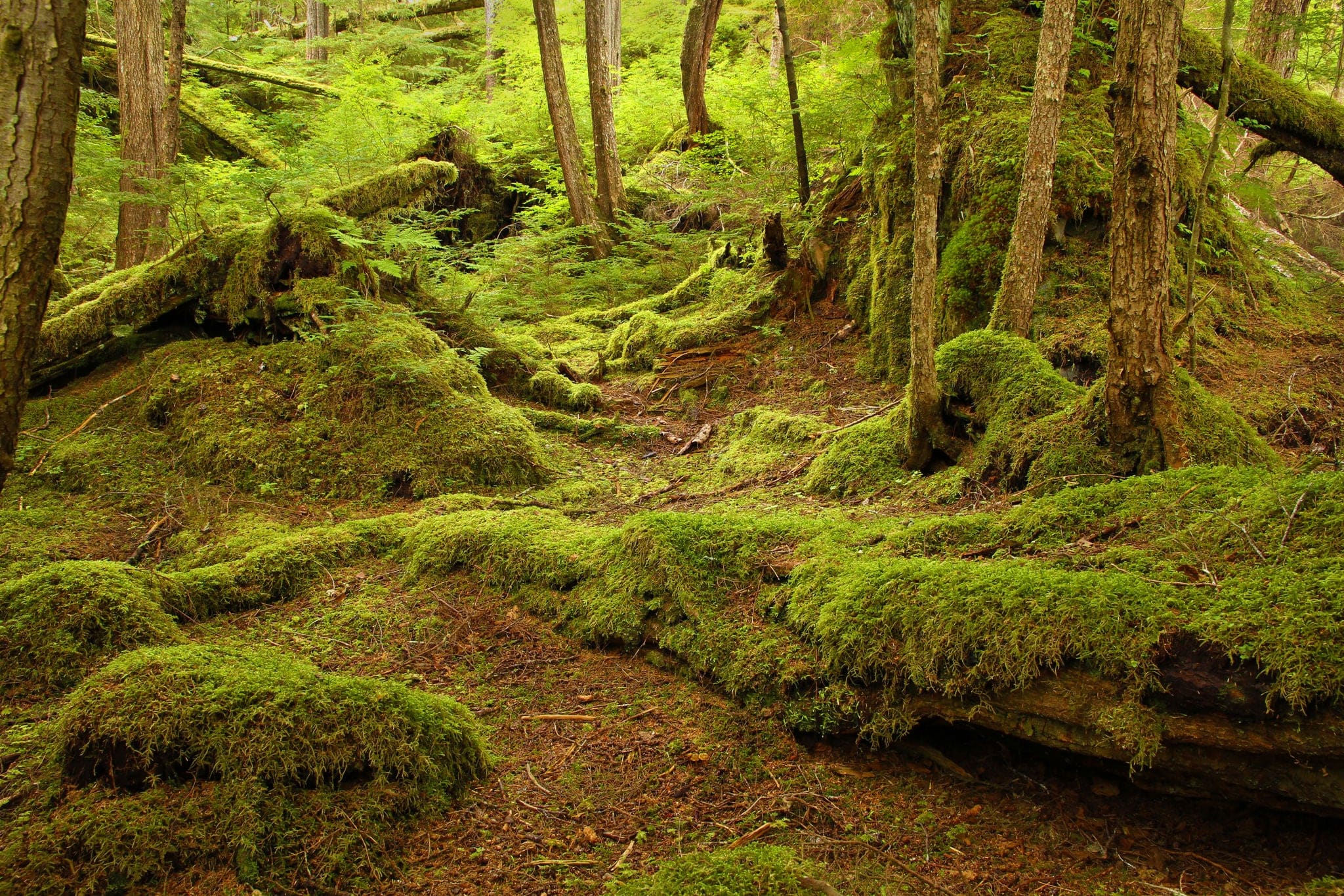 Temperate rainforest, in the Tongass National Forest, Southeast Alaska