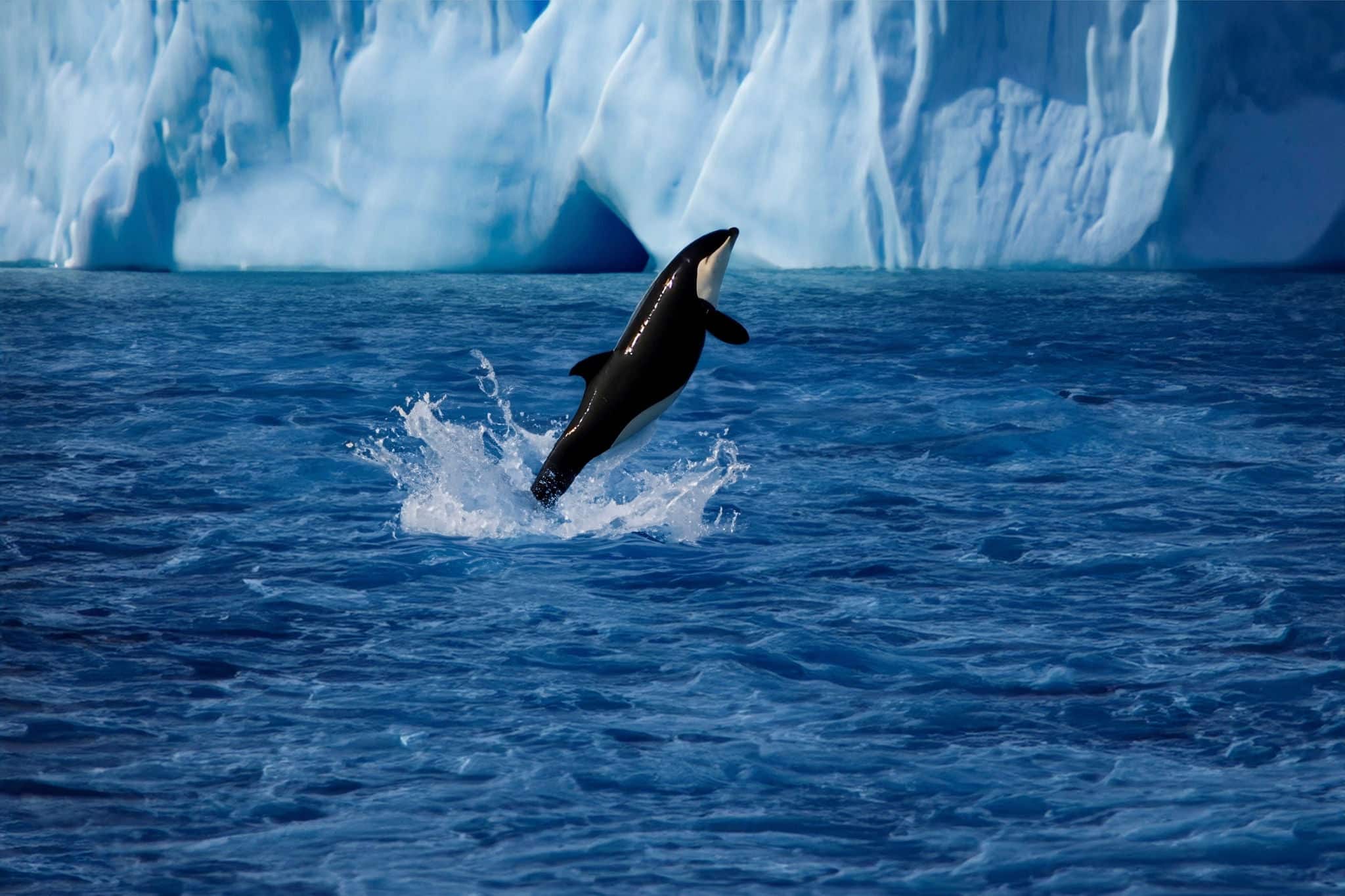 An Orca whale jumping off the sea surface