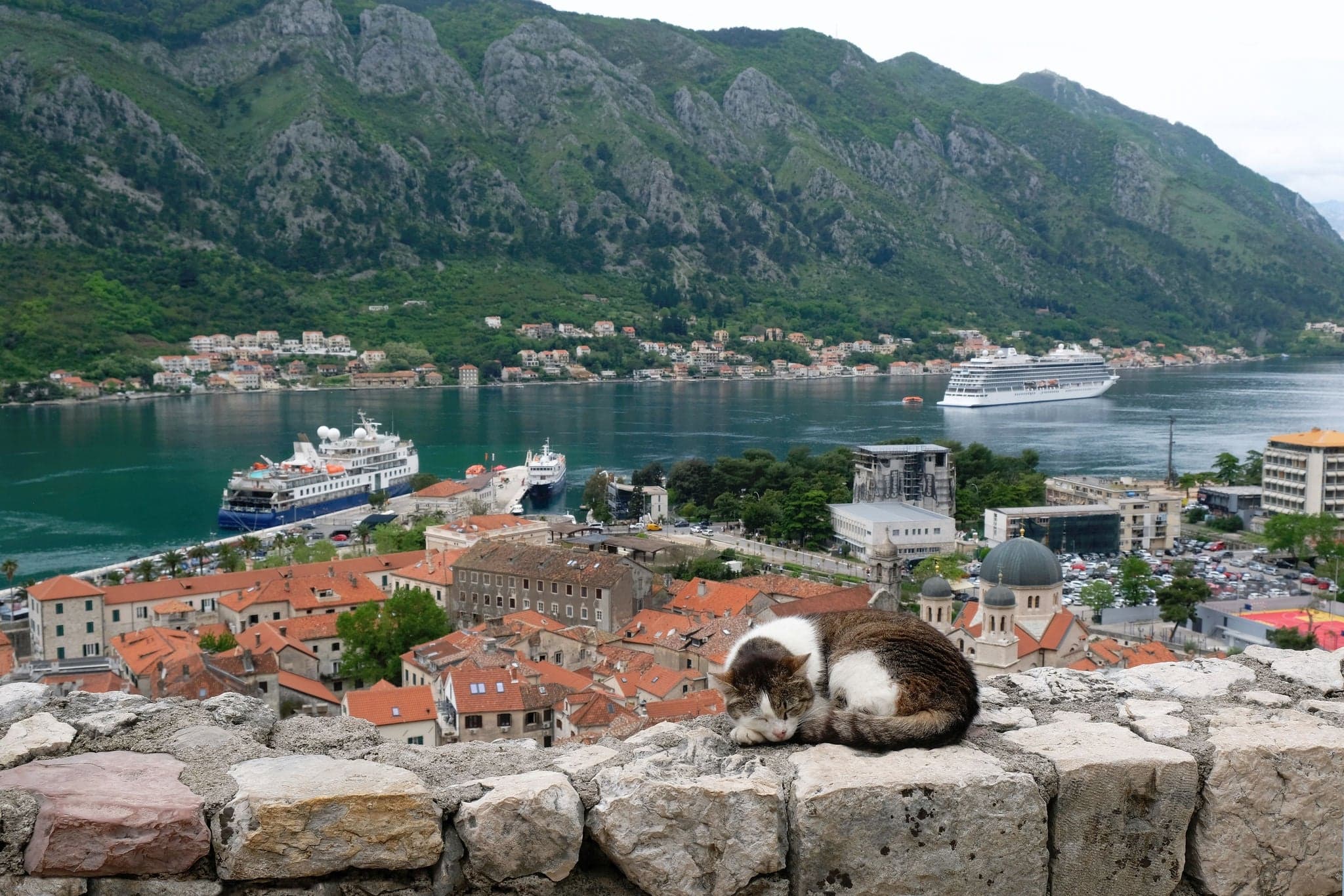 Gato en la pared de la fortaleza en Kotor, Montenegro. 