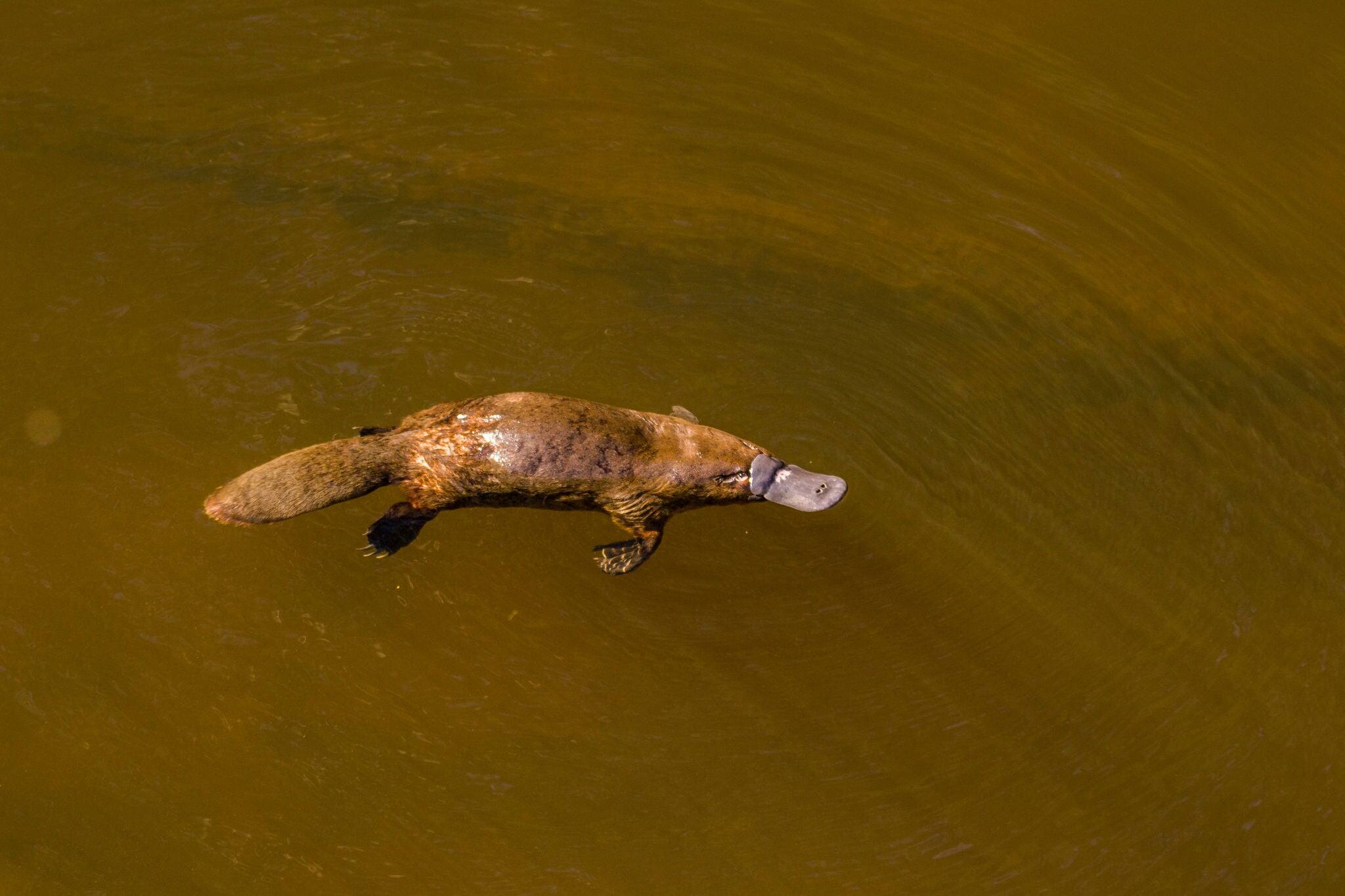 Burnie, Tasmania, Australia: March 2019: Platypus (Ornithorhynchus anatinus) swimming in the river.