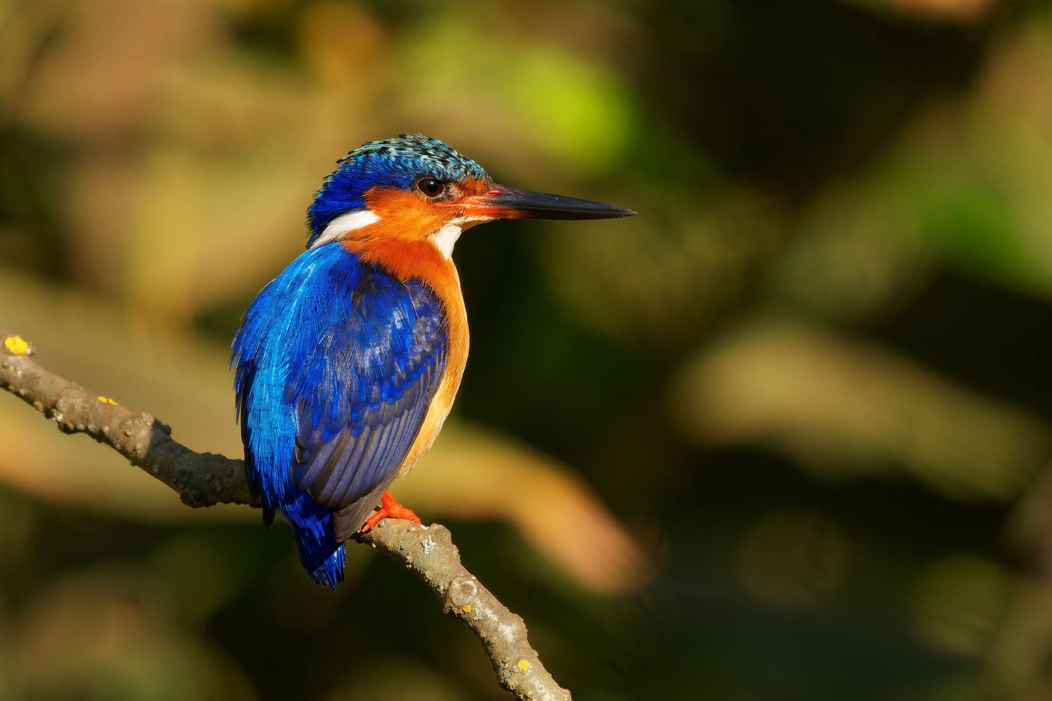 Un pájaro colorido en una rama.