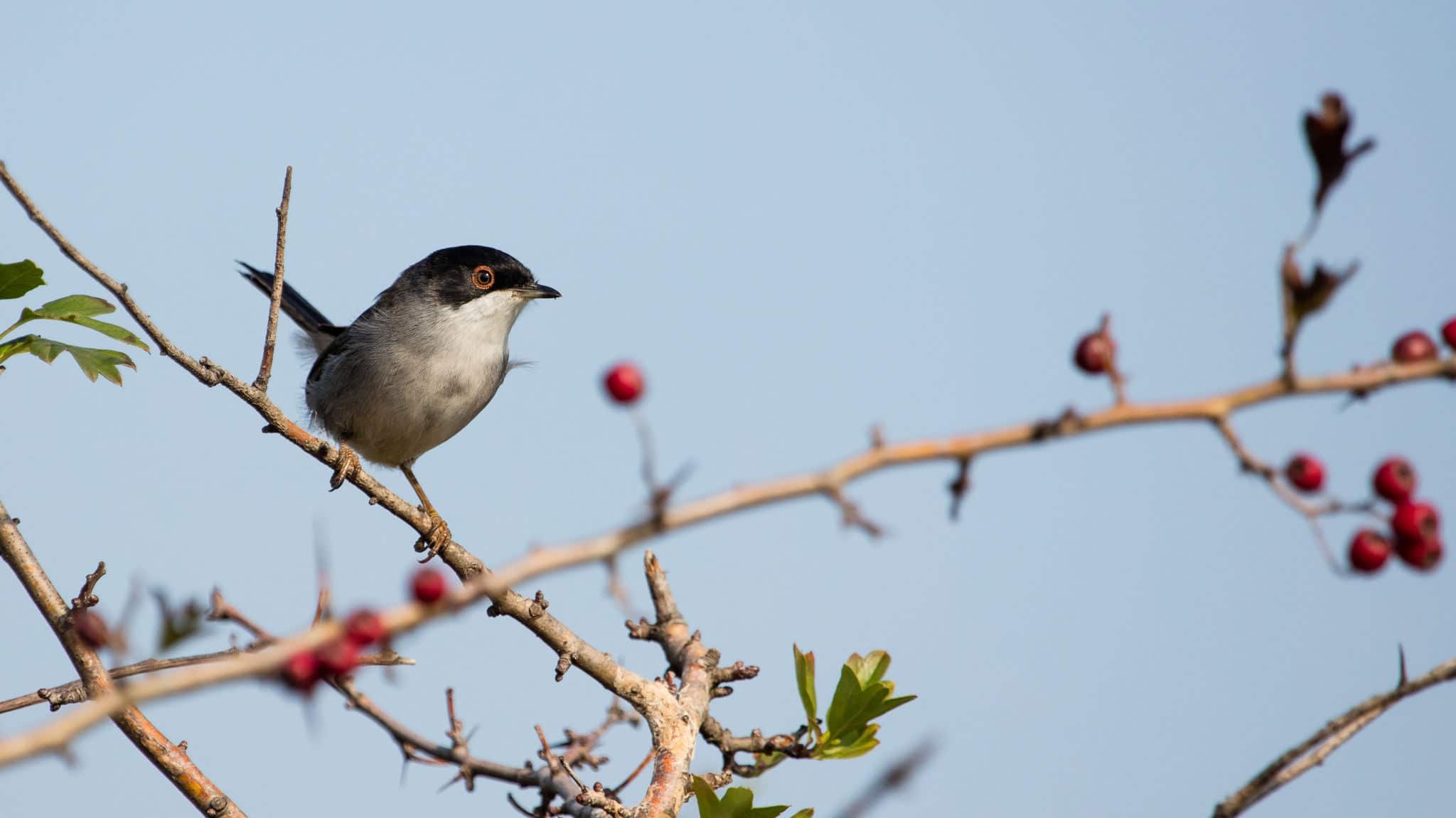 Sardinian Warbler On A Red Berry Tree