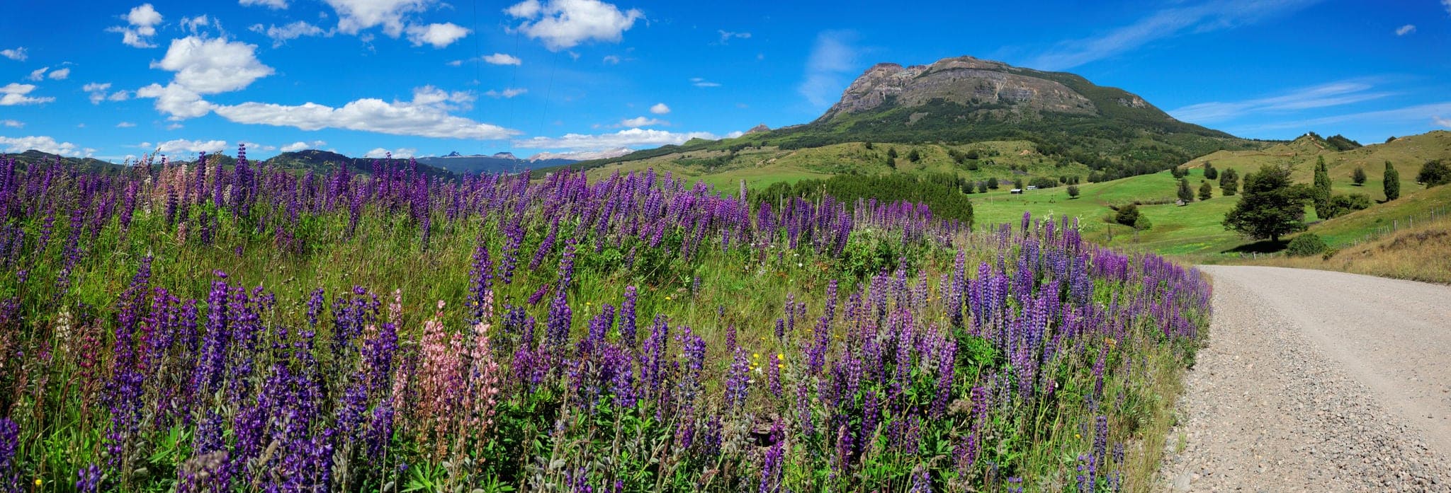 Lavender field next to unpaved road, Coyhaique, Patagonia, Southern Chile, South America