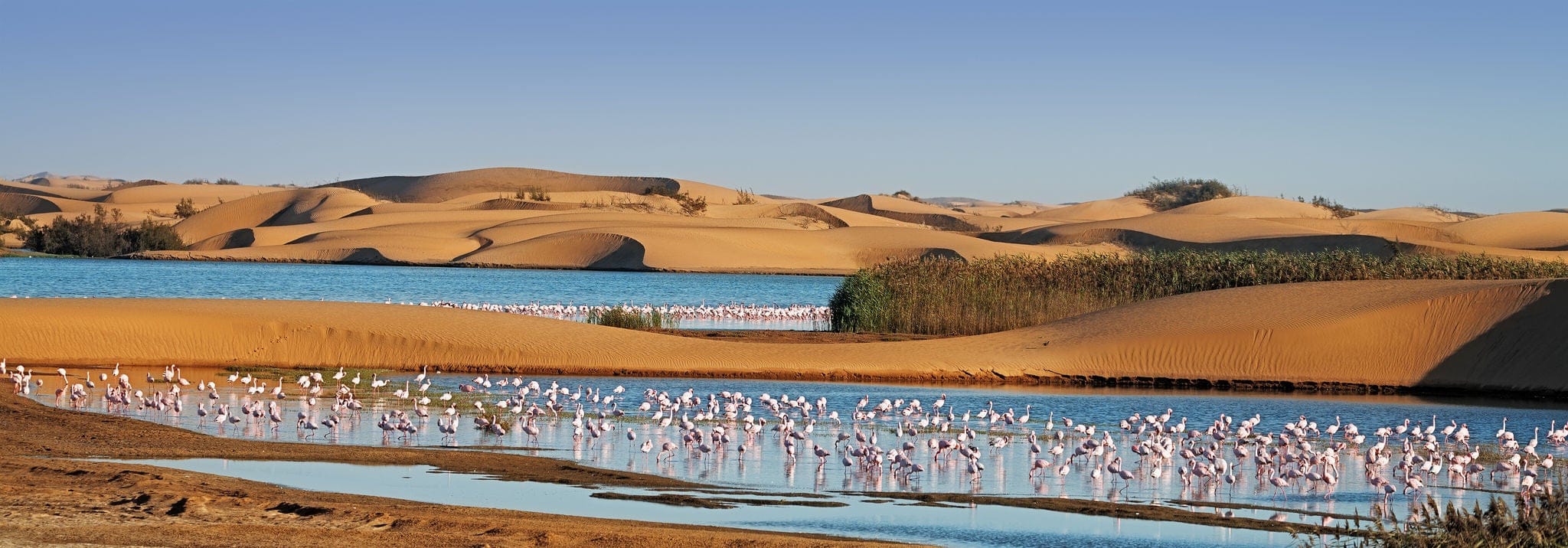 NCL-Walvis-Bay-Namibia-Cruise-Flamingos-Dunes.jpg