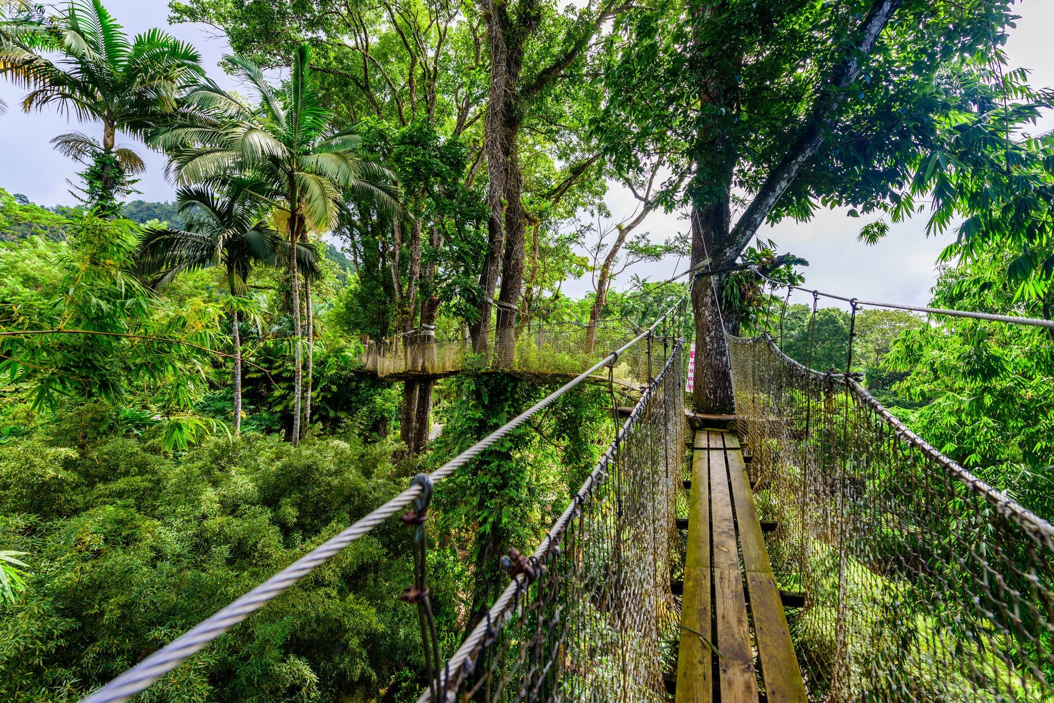 Balata Garden, Martinique - Paradise botanic garden on tropical caribbean island with suspension bridges - France
