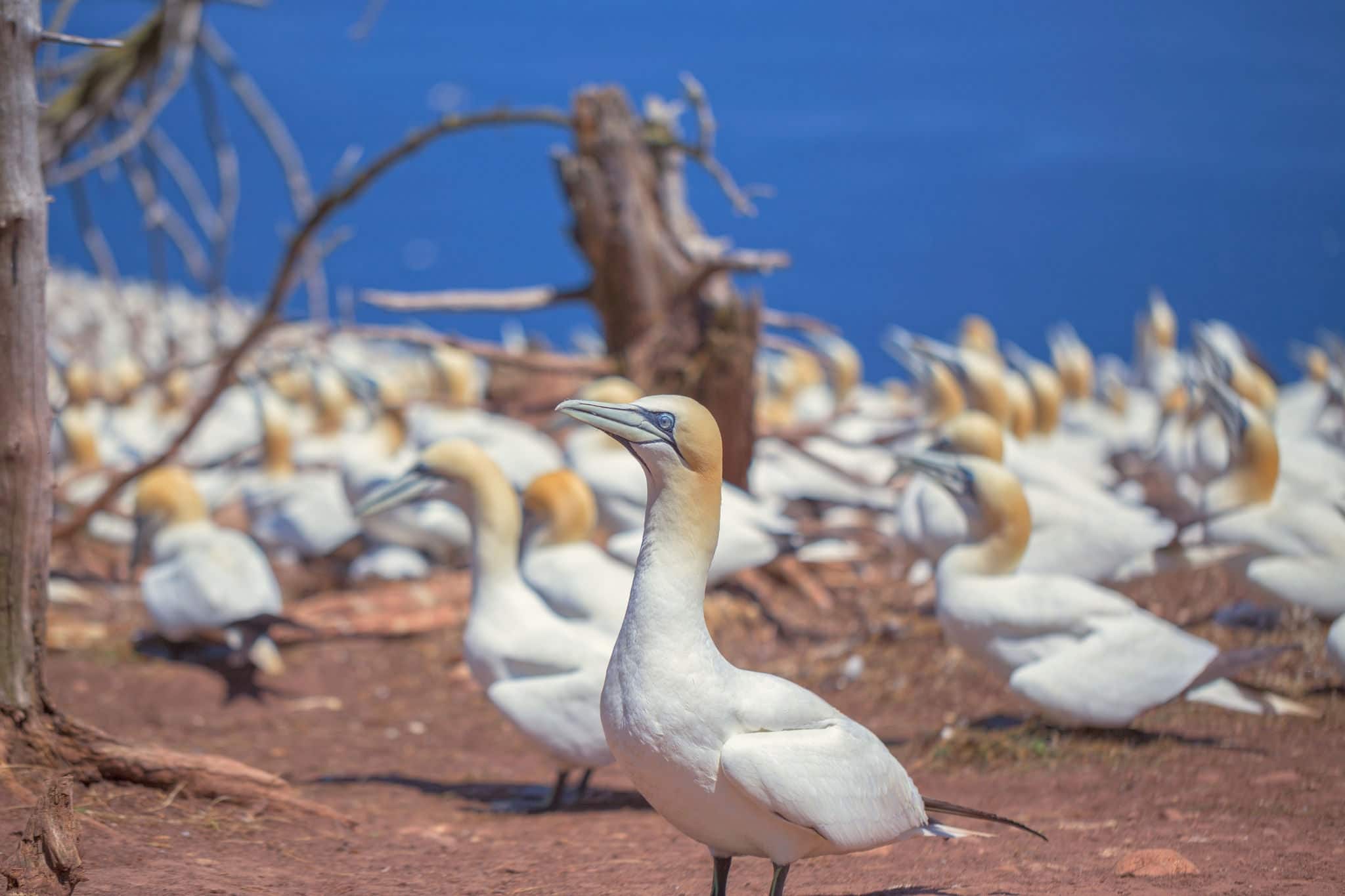 Colonia de Gannet en Nueva Zelanda.