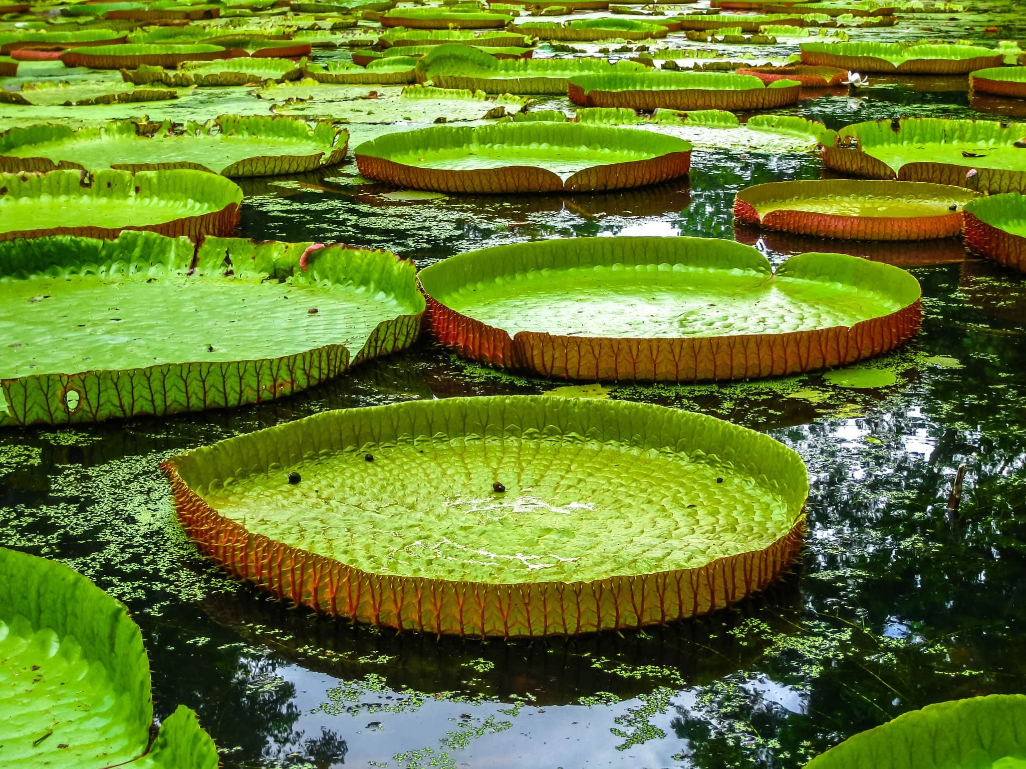 Closeup of giant water lilies in the Sir Seewoosagur Ramgoolam Botanical Garden also called Pamplemousses Botanical Garden, Port Louis, Mauritius, Indian Ocean, Africa.