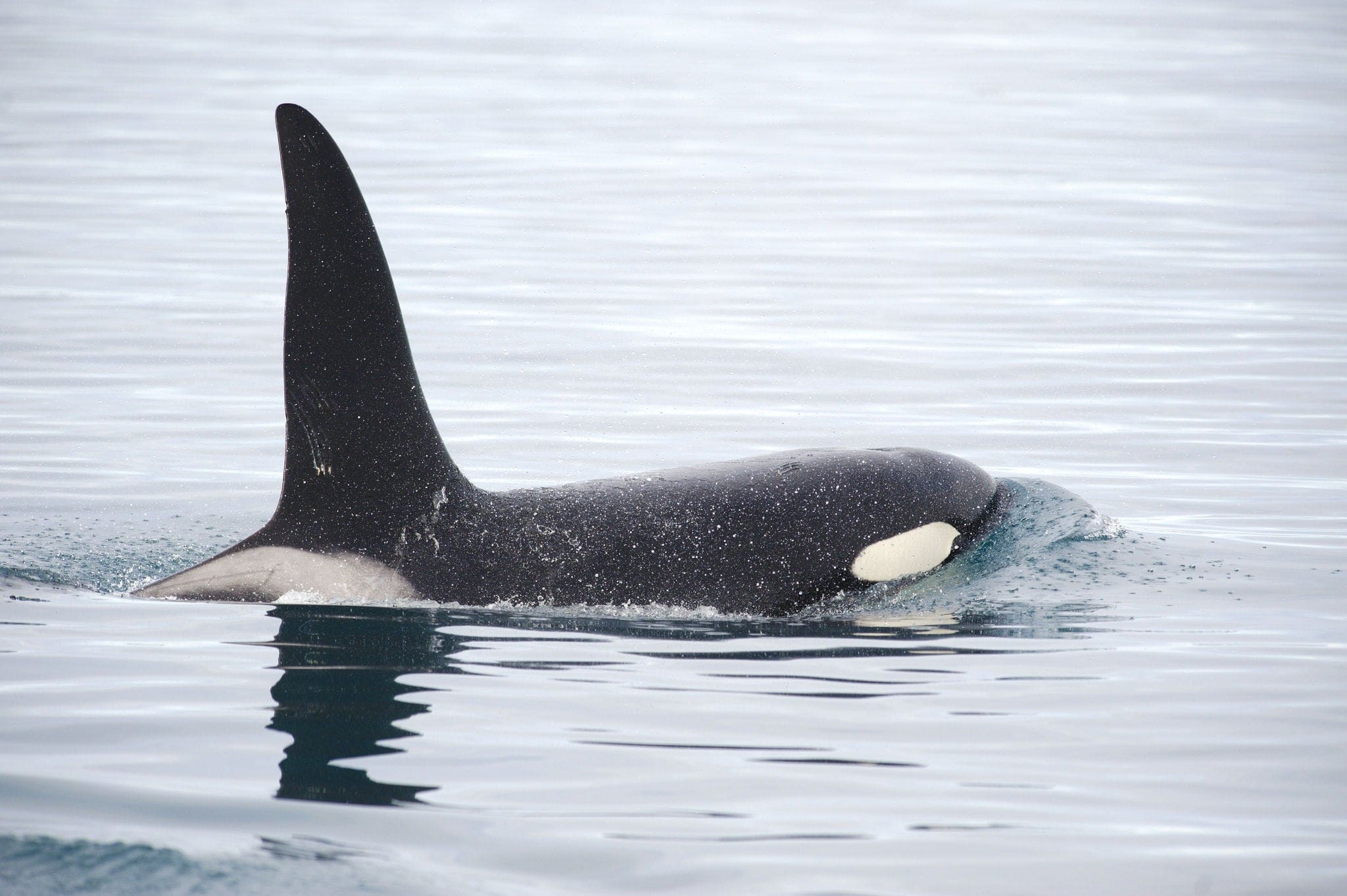 Orca, Grundarfjordur, Iceland