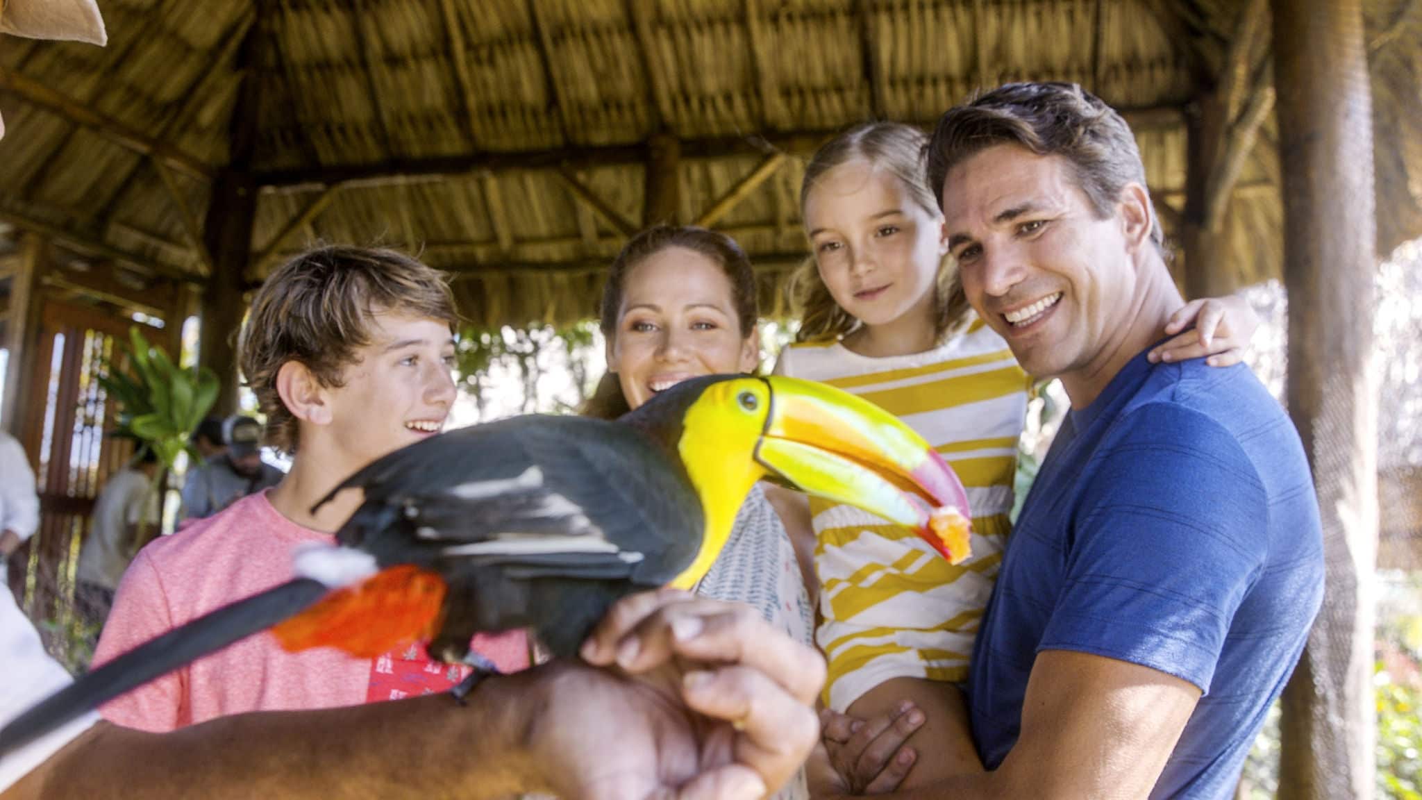 Harvest Caye Toucan