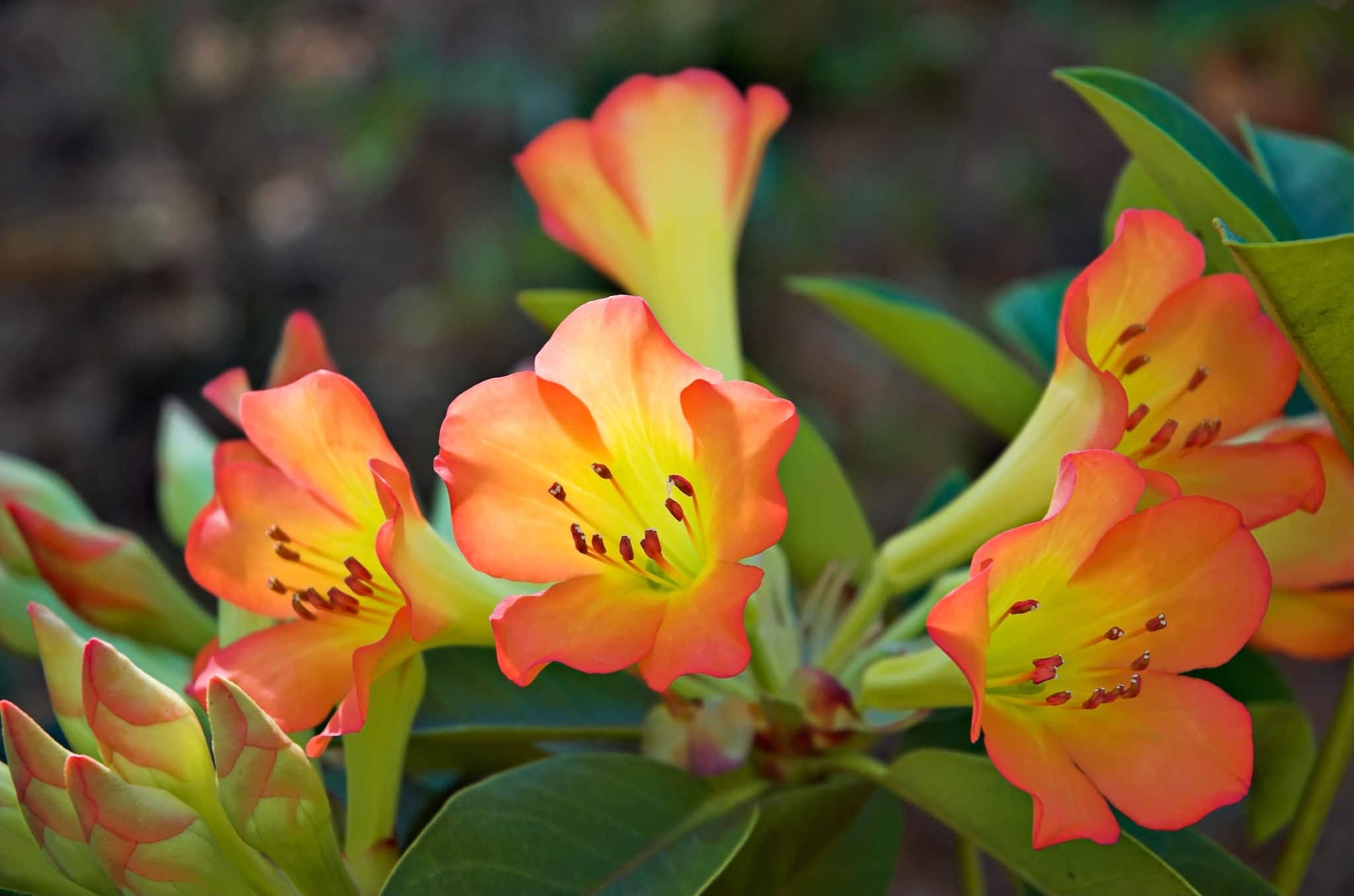 Vireya Rhododendron, Hilo, Hawaii.