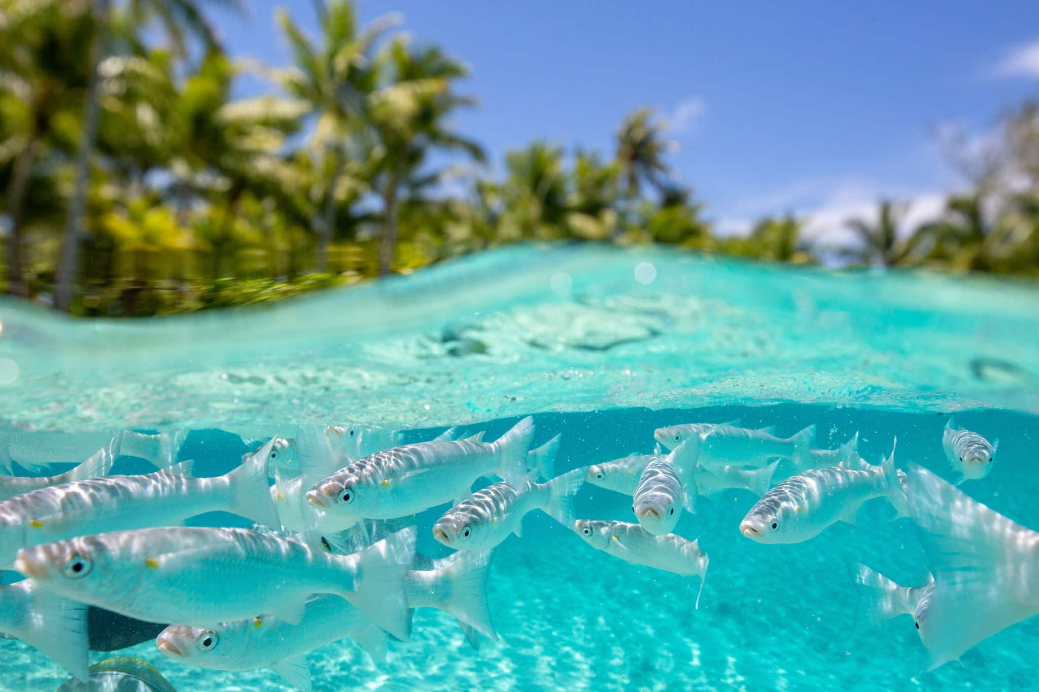 Above and below the surface - Bora Bora