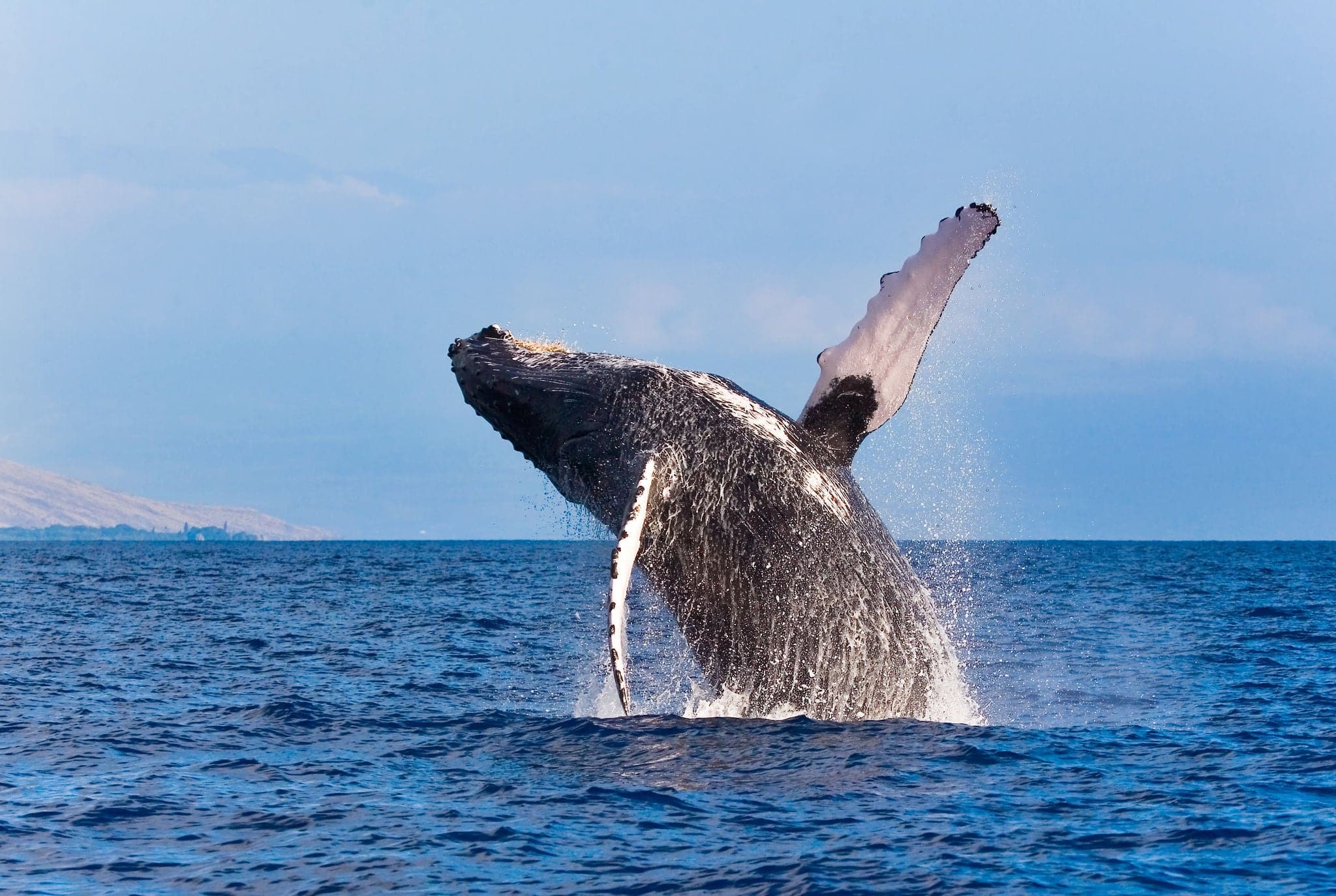 whale breaching out of the water splashing in maui hawaii on whale watch tour