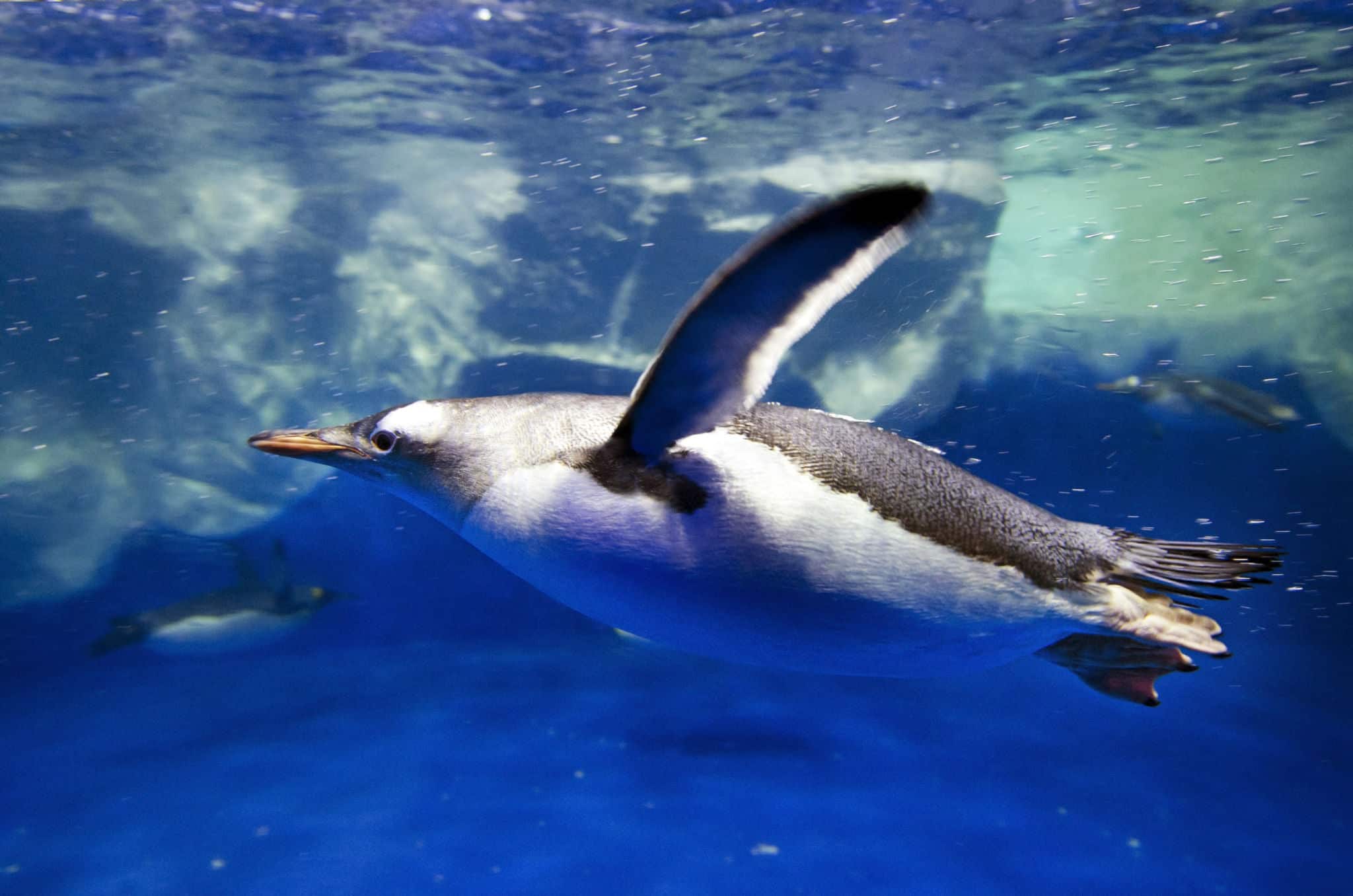 Gentoo Penguins swimming underwater of the Southern Arctic ocean.