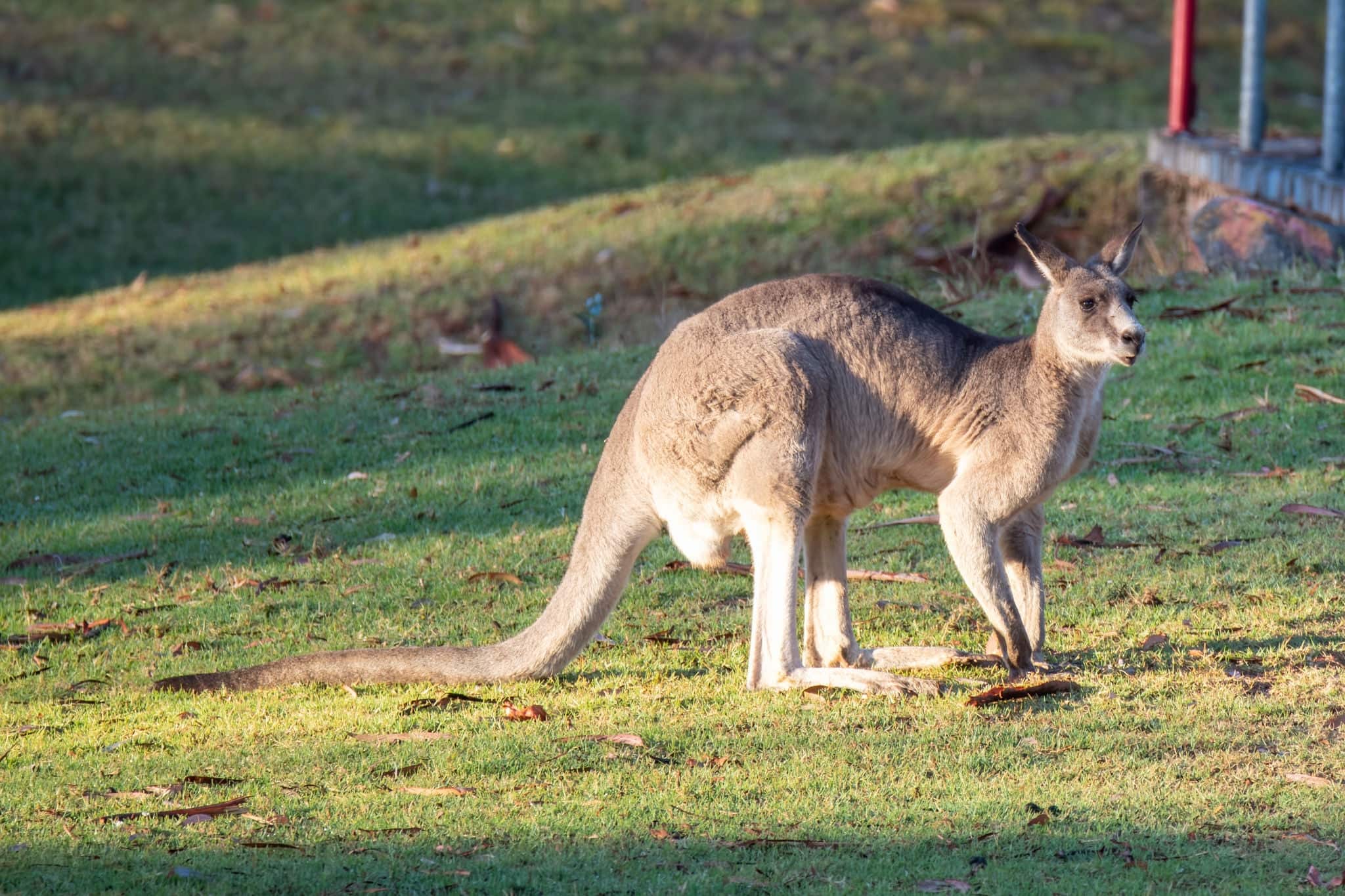 Kangaroos like hanging out on the golf course in Australia. Taken at Eden on the South Coast of NSW, Australia.