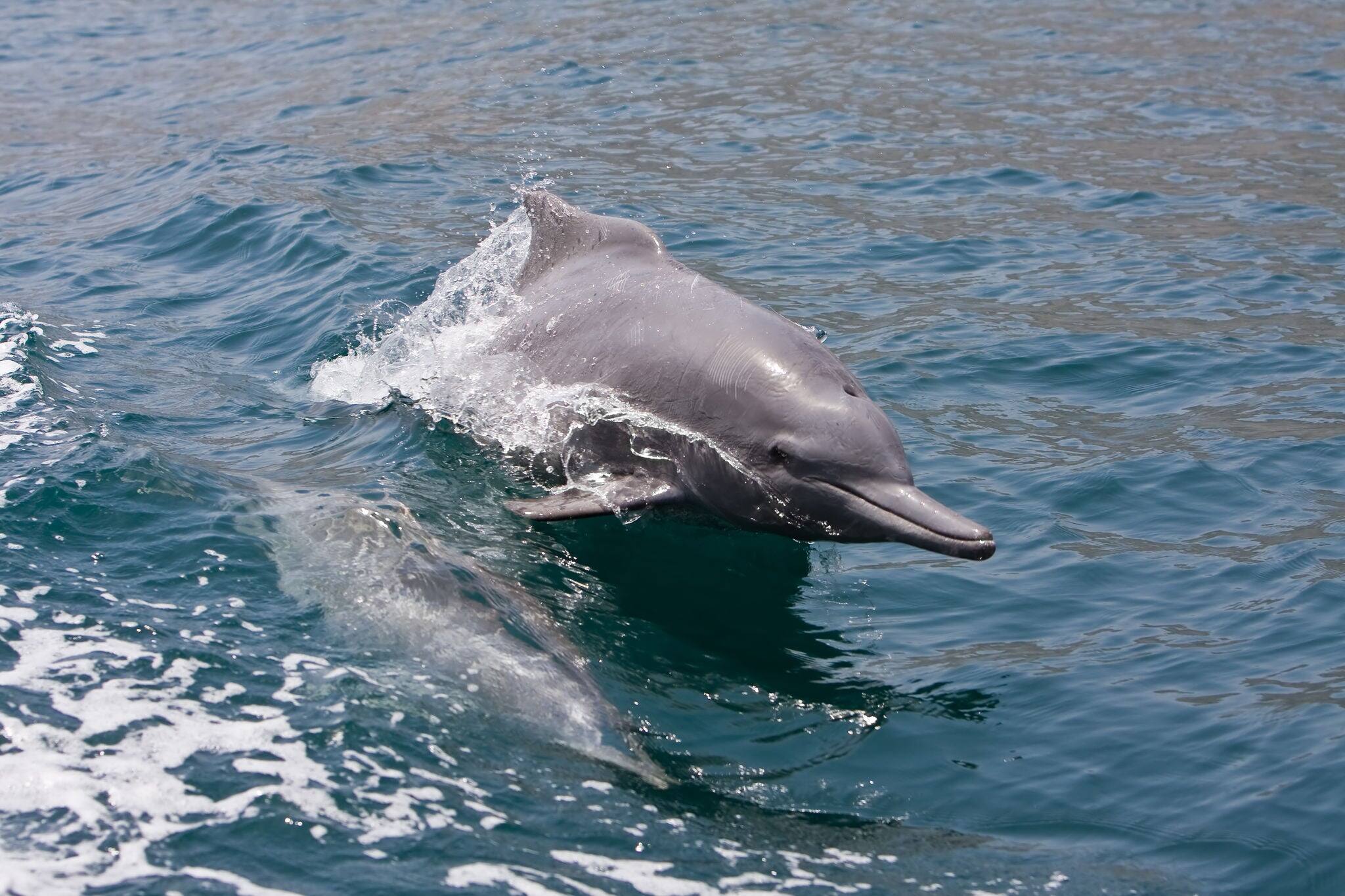 Oman Dolphins