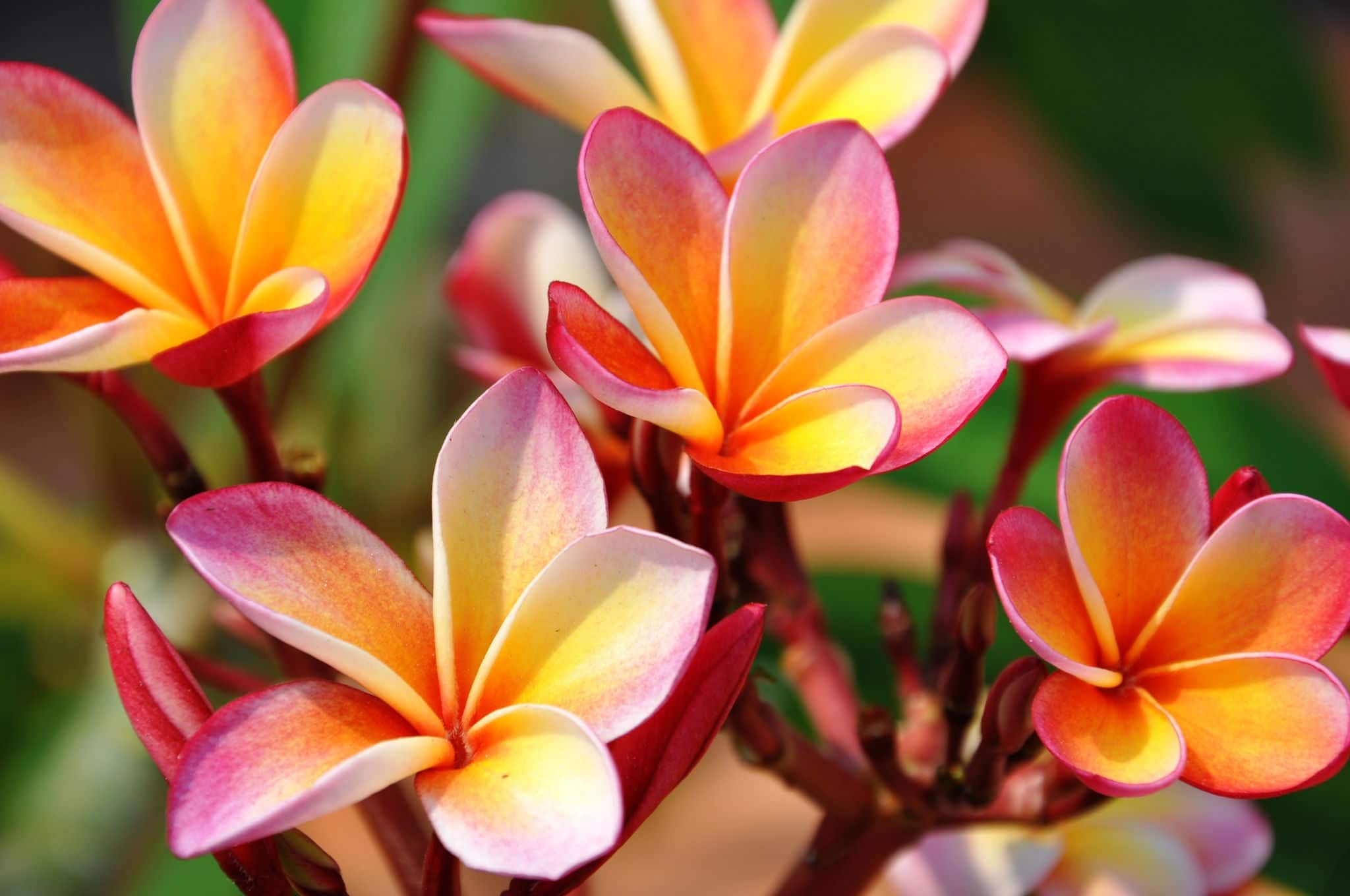 Plumeria. Beautiful pink inflorescence.