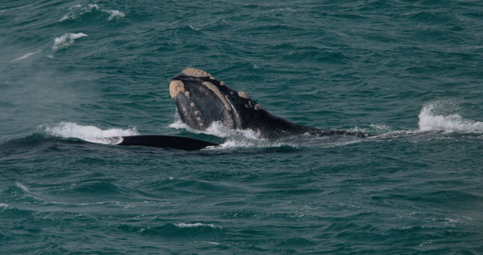 Southern right wale breaking the surface of the ocean off Portland, Australia.