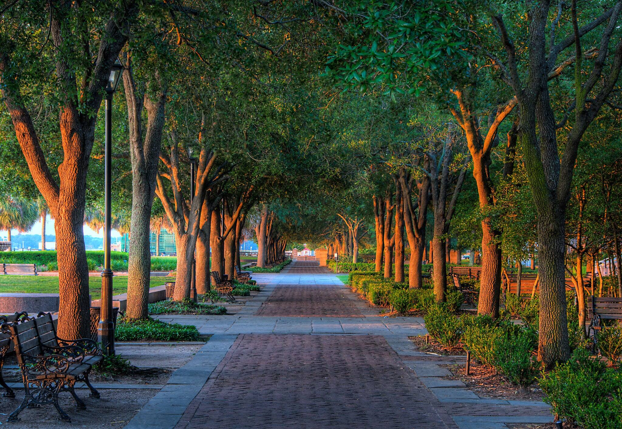 A sunrise tree lined walk in a downtown Charleston South Carolina park.