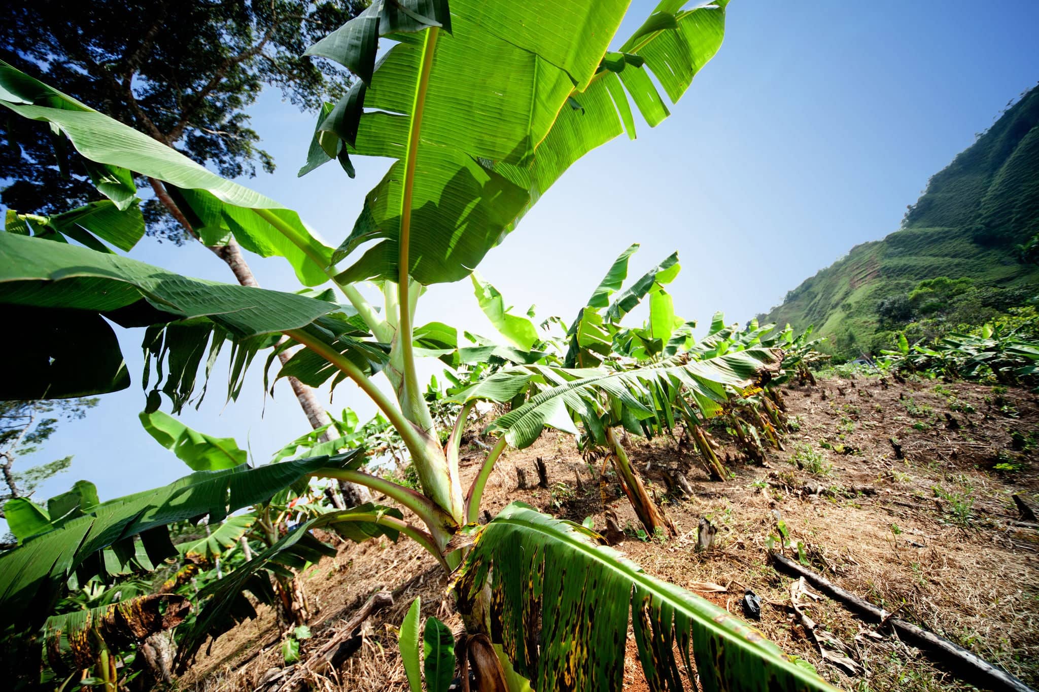 Banana fields on a beautiful day - rural scene concepts