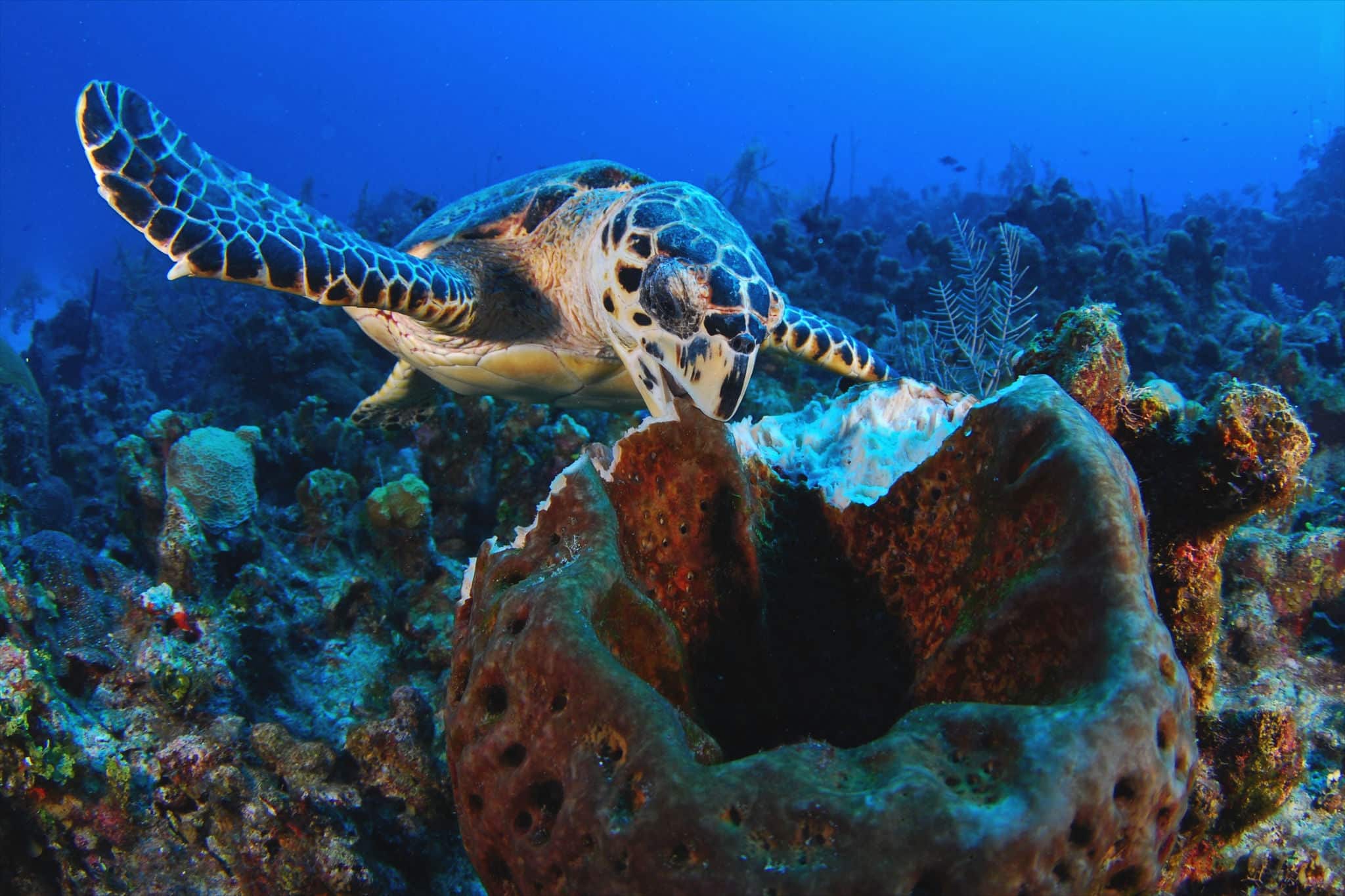 Hawksbill Sea Turtle eating a sponge