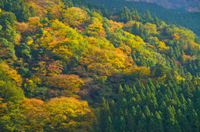 Tokushima, Japan
