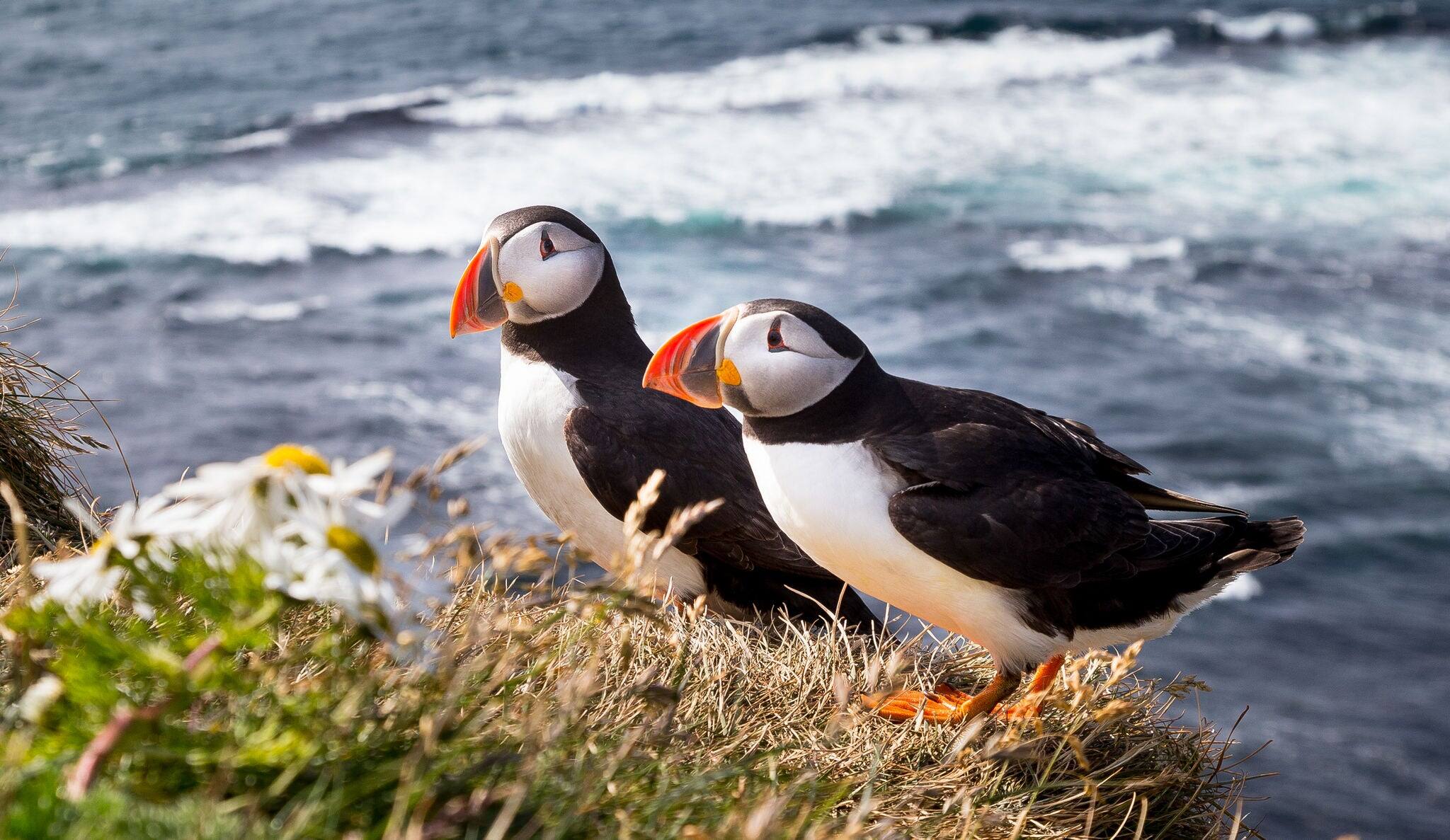 Atlantic Puffin in Iceland