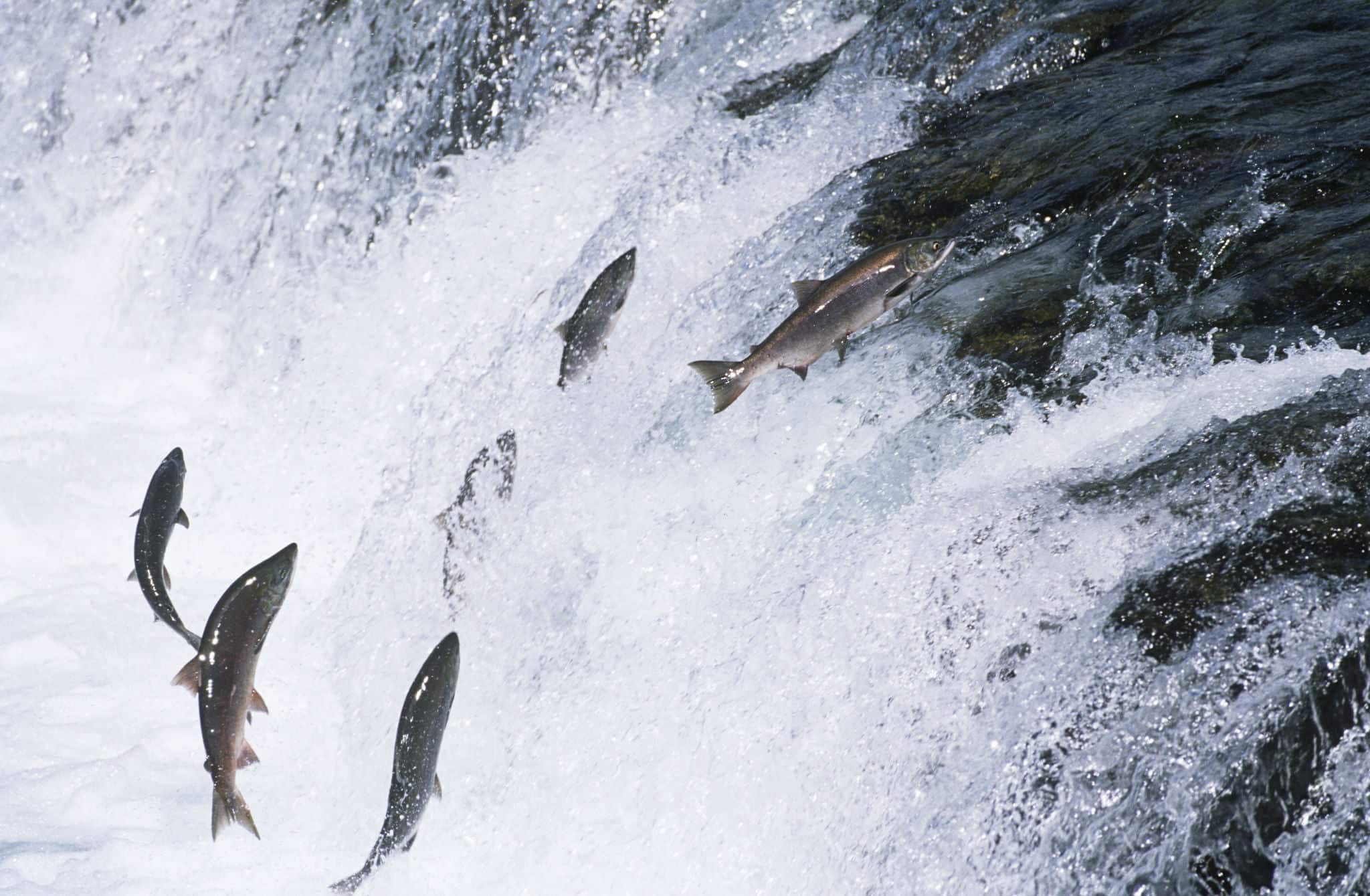 Group of Salmon jumping upstream in river