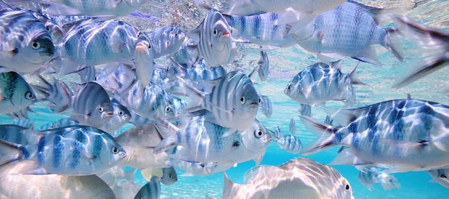 Blue school of fish underwater.