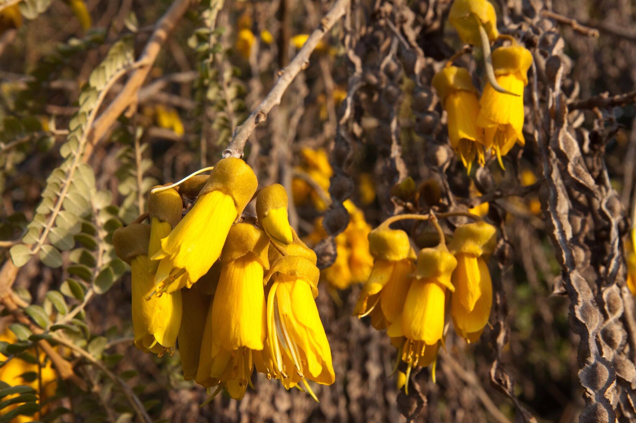 Backyard kowhai tree, Gisborne, New Zealand