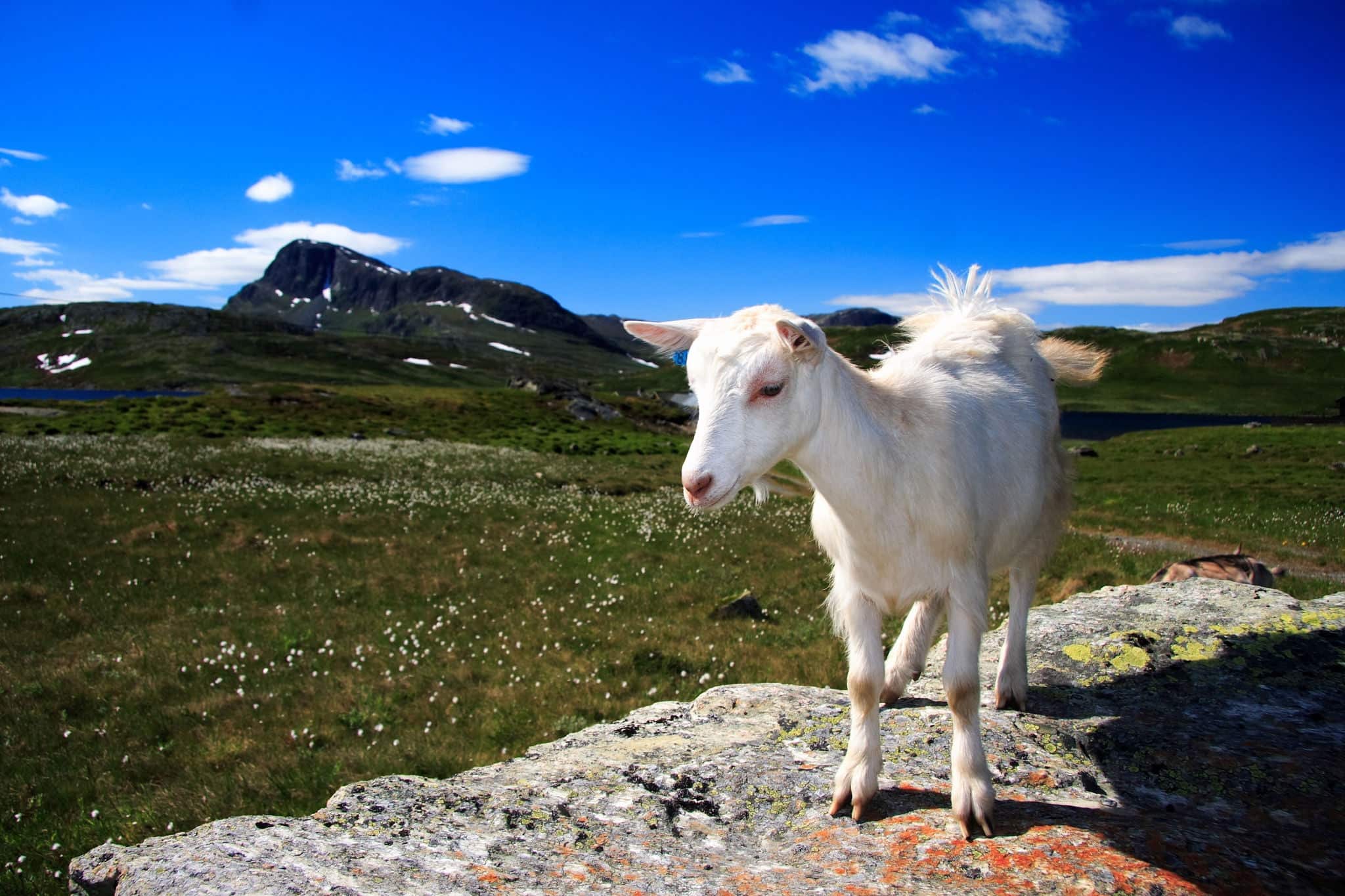 Goat in Jotunheimen national park, Norway