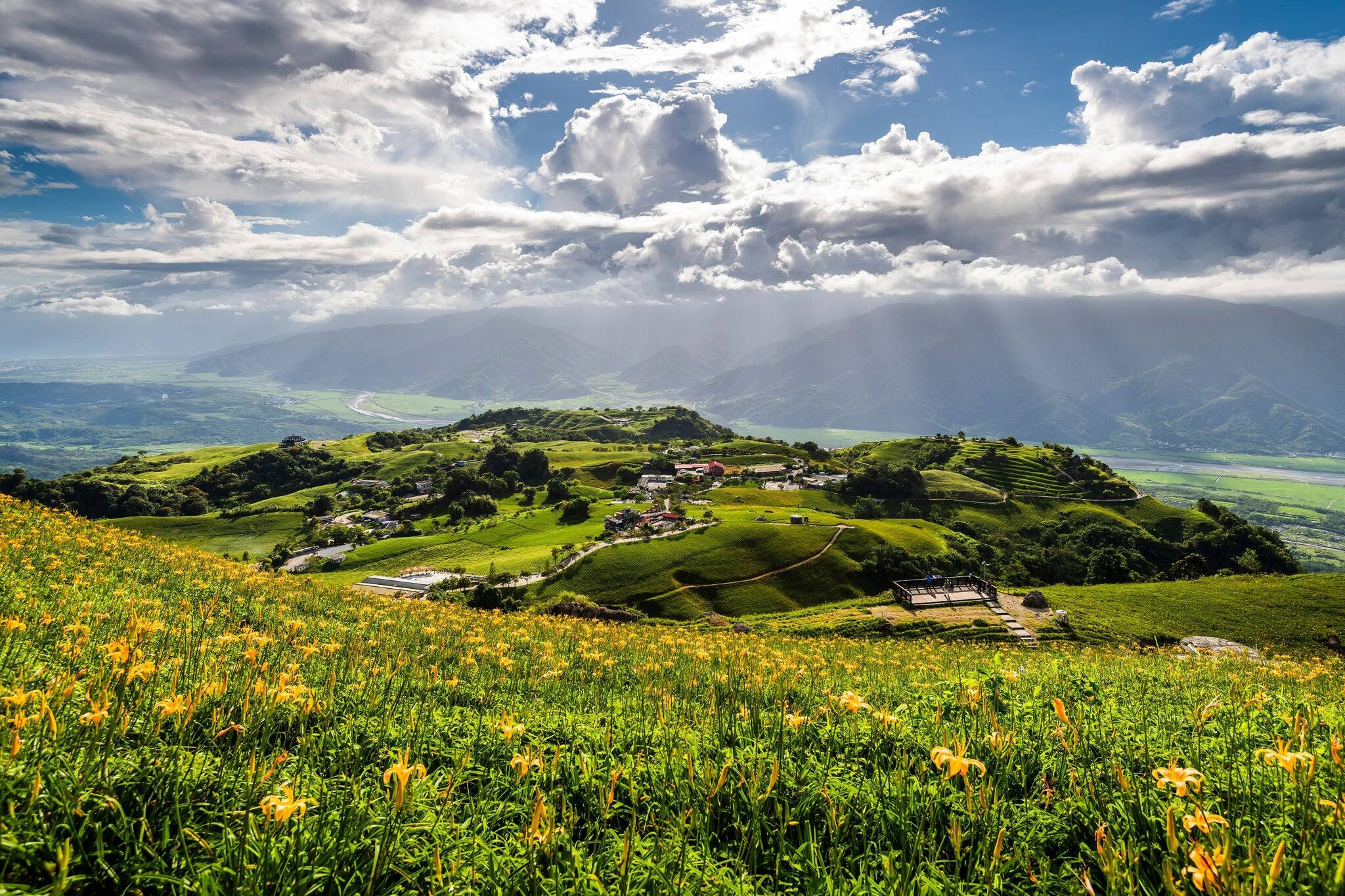 View of beautiful long yellow lilies (daylilies) in the Liushidan Mountain of Hualien, Taiwan. it's one of the famous attractions in Hualien.