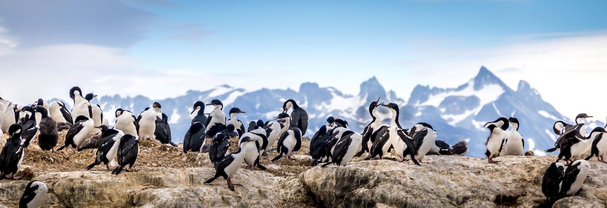 Cormorants - aves marinas en el canal de Beagle, Ushuaia, Argentina