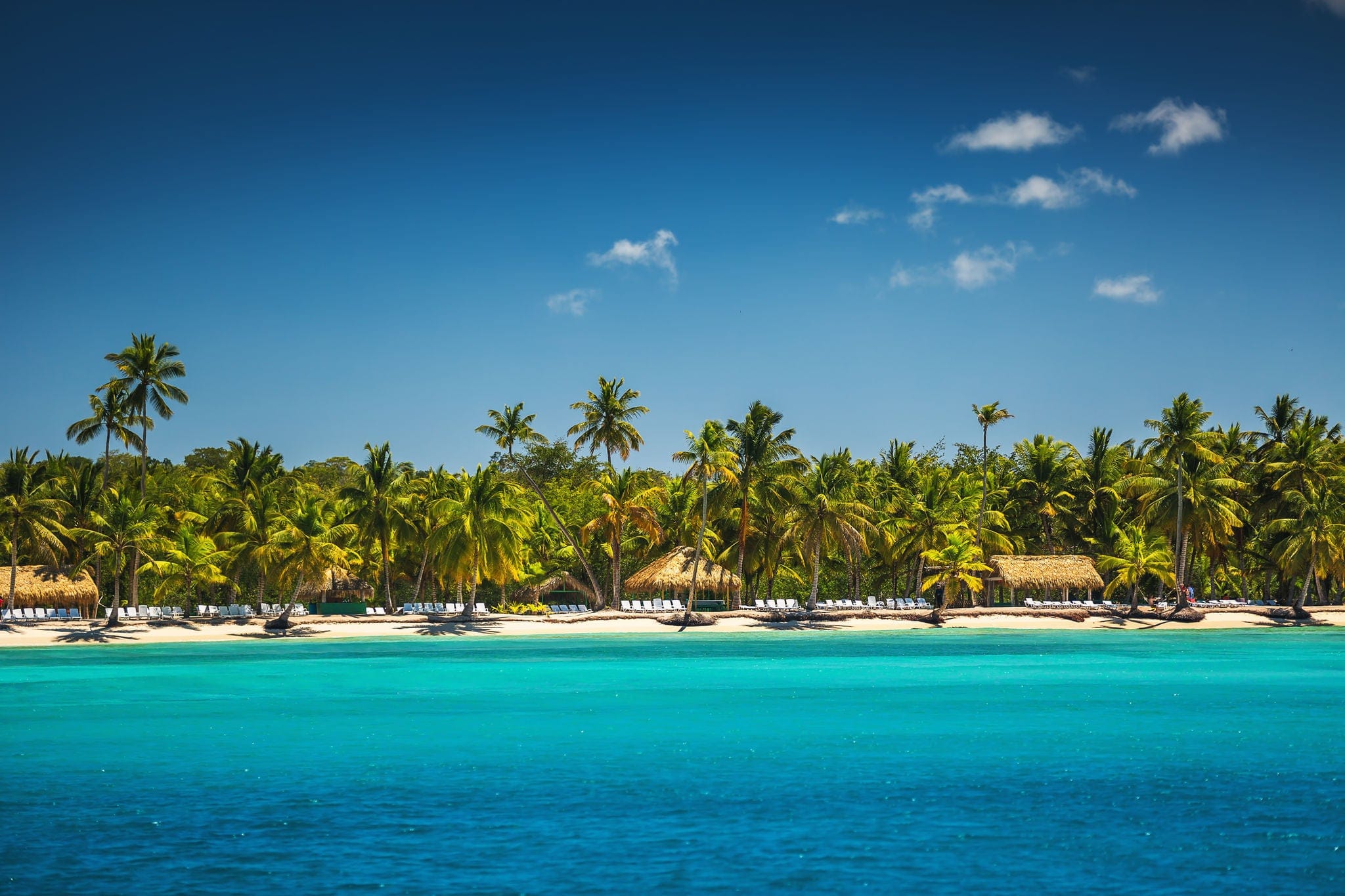 Palm trees on the tropical beach, Dominican Republic