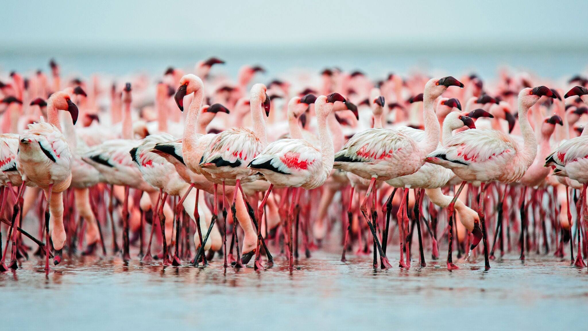 a Flamboyance of lesser flamingos in the Walvis Bay Lagoon
