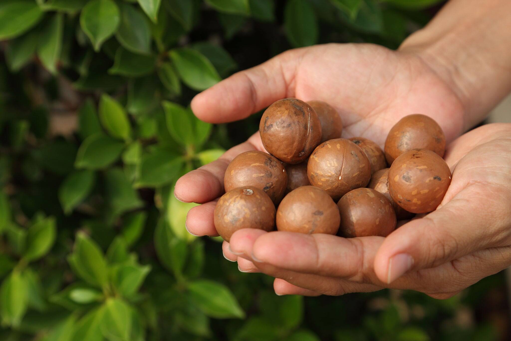 farmer holding freshly roasted macadamia nuts in the hand with natural green background