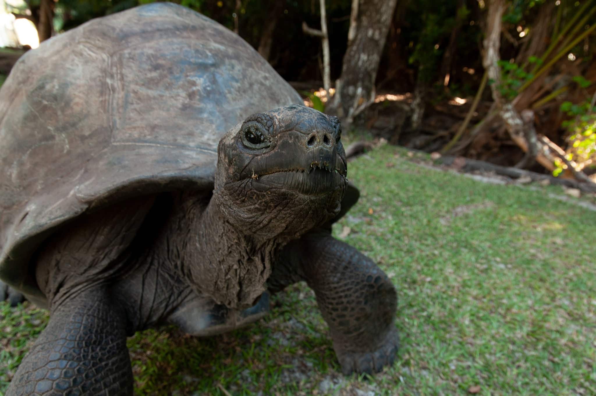Seychelles giant tortoise in La Digue Island.
