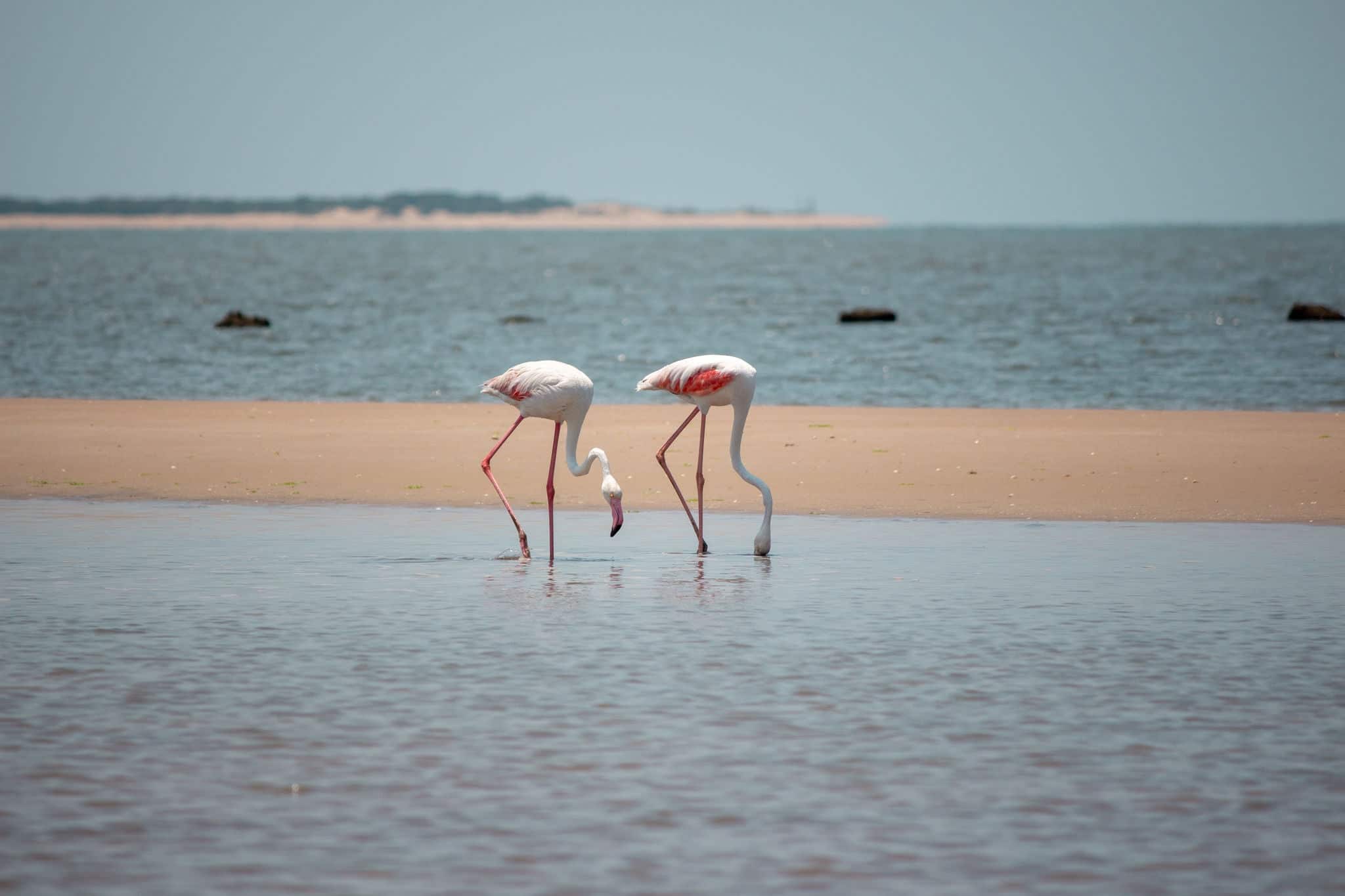 Couple of Greater flamingo (Phoenicopterus roseus) wading and searching for food in Costa de Sol beach, in Maputo, Mozambique