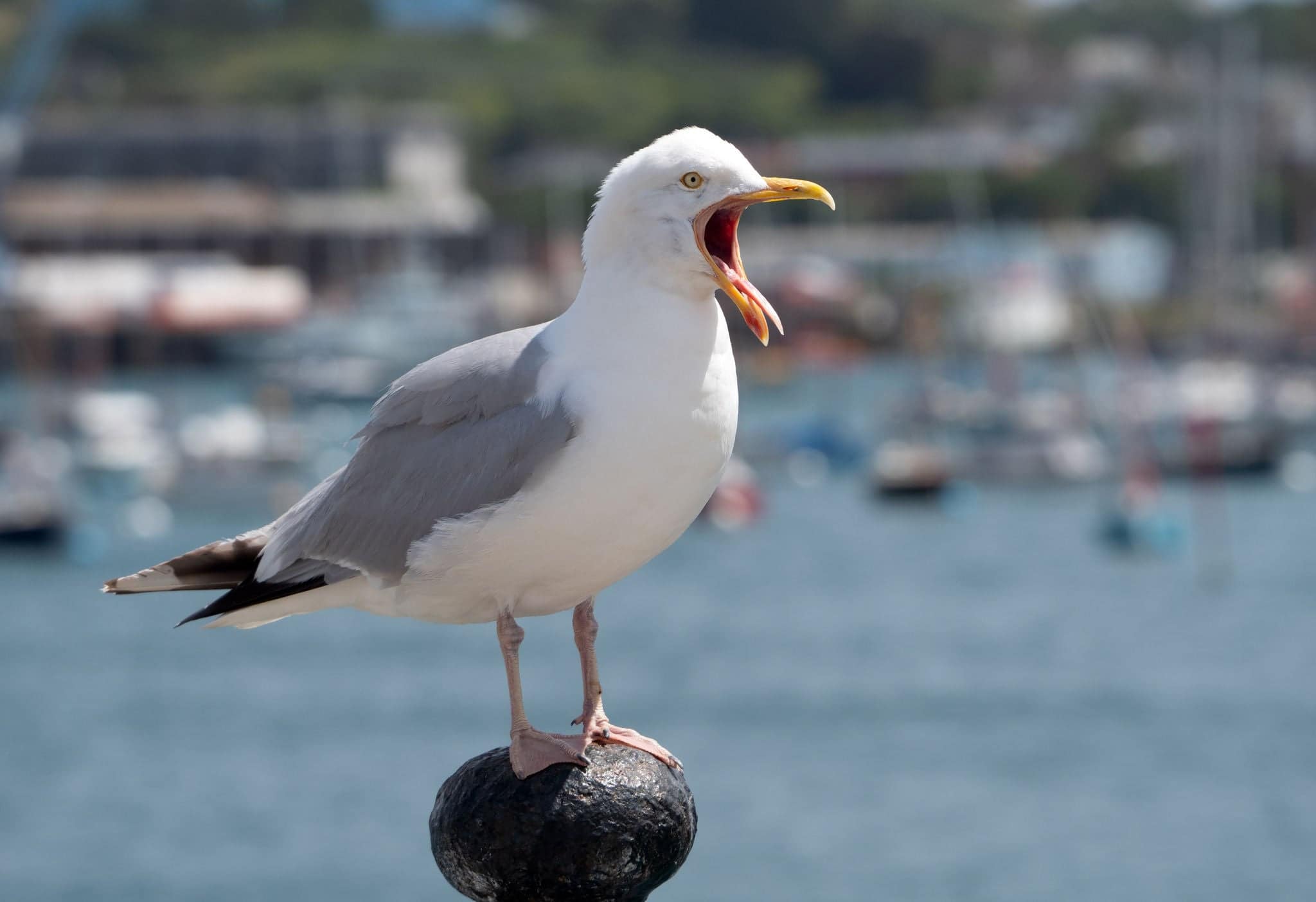 Seagull with beak wide open, Falmouth, England UK.