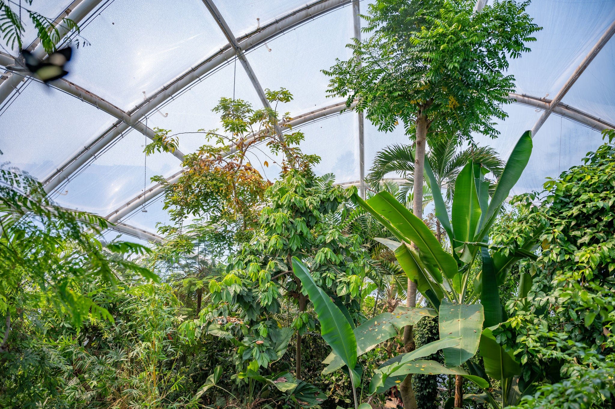 Green exotic plants underneath a glass dome at Botanical garden in Aarhus, Denmark