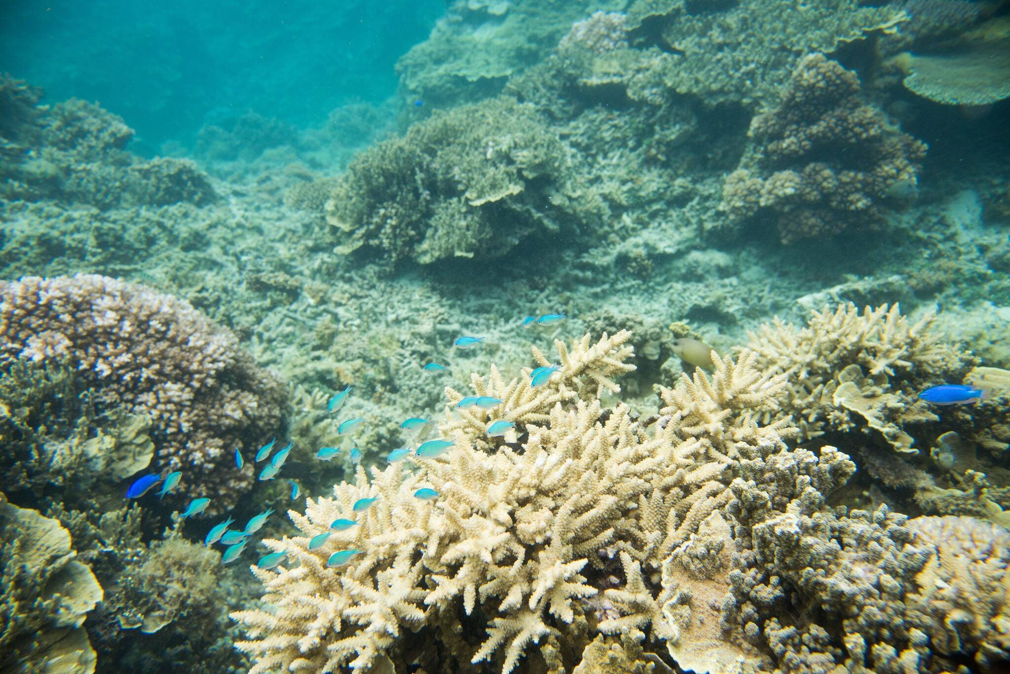 The Great Astrolabe reef with group of green chromes and blue devil damselfishes swimming in the coral in the Pacific Ocean on the coast of Dravuni Island, Fiji