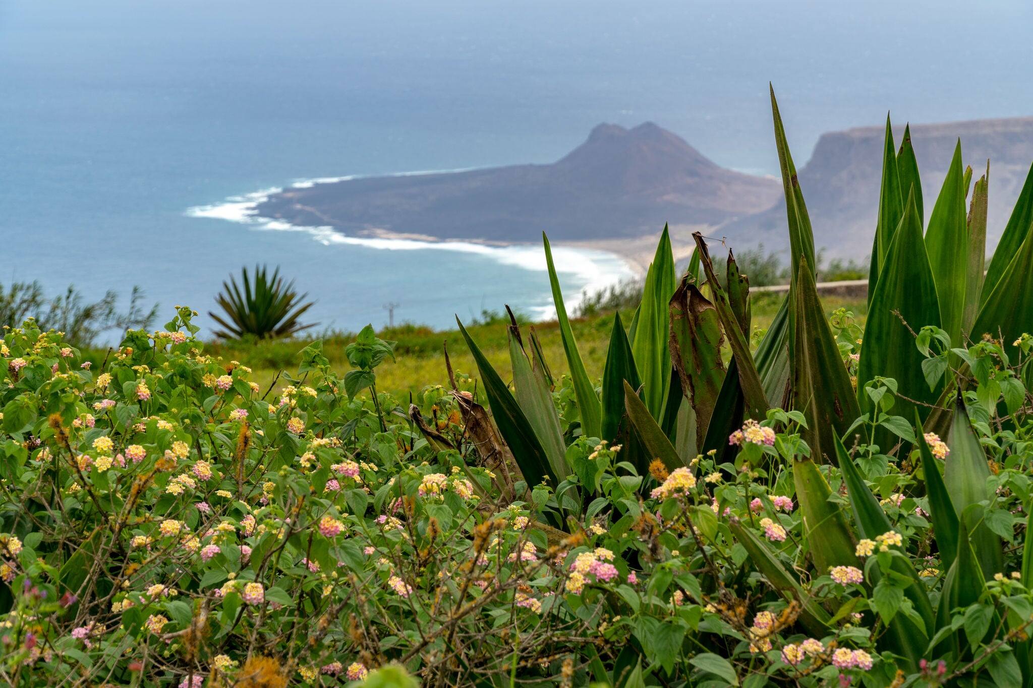 Green vegetation on Monte Verde's microclimate is contrasting with the arid landscape of the lower parts of Sao Vicente island, Cape Verde