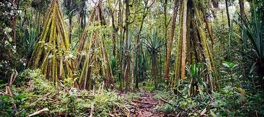 selva tropical