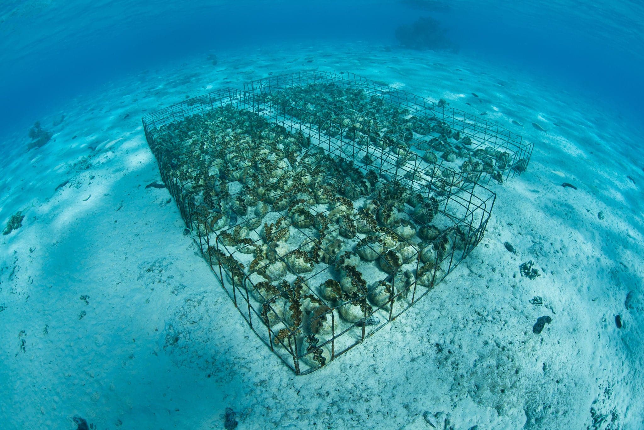Giant clams (Tridacna sp.) are grown in the shallow, clear waters of Aitutake's lagoon.  This is part of the Cook Islands.  The clams are grown for food and for the aquarium trade.