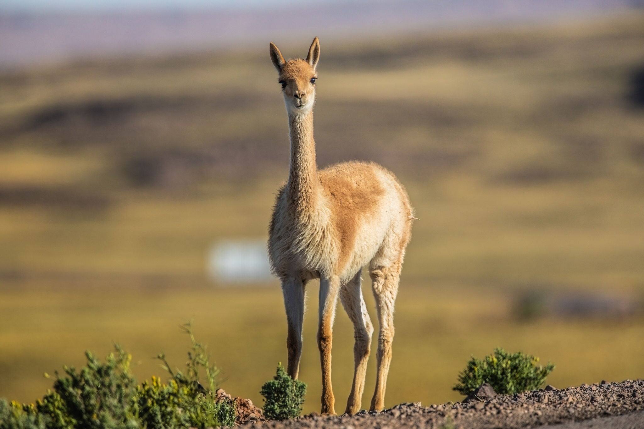 A young vicuna in the middle of the Atacama Desert in Chile looks curiously at the camera.