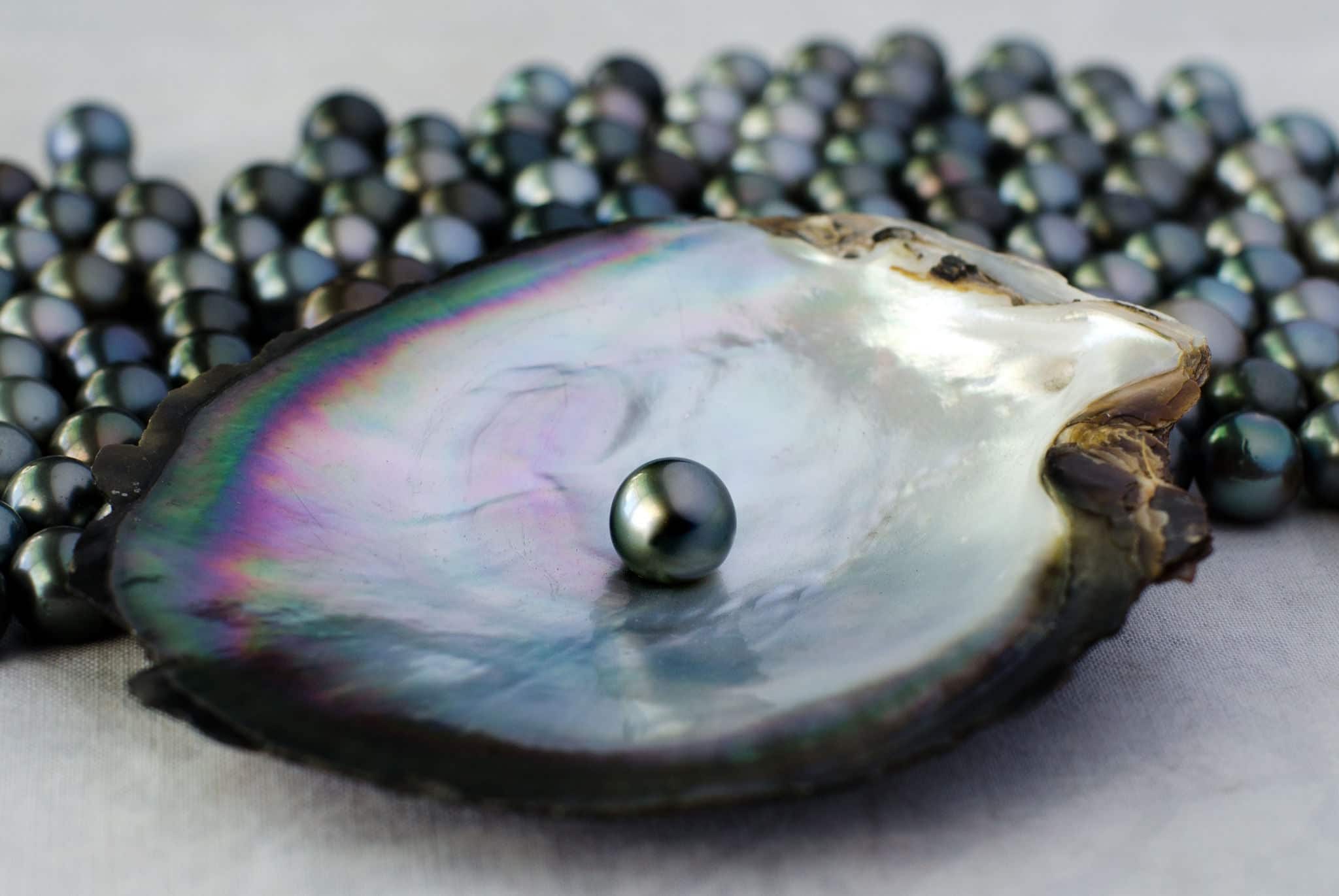 Black lip oyster shell with black pearl (pintada margaritifera-cumingi). Studio shot isolated on white background. No people. Copy space