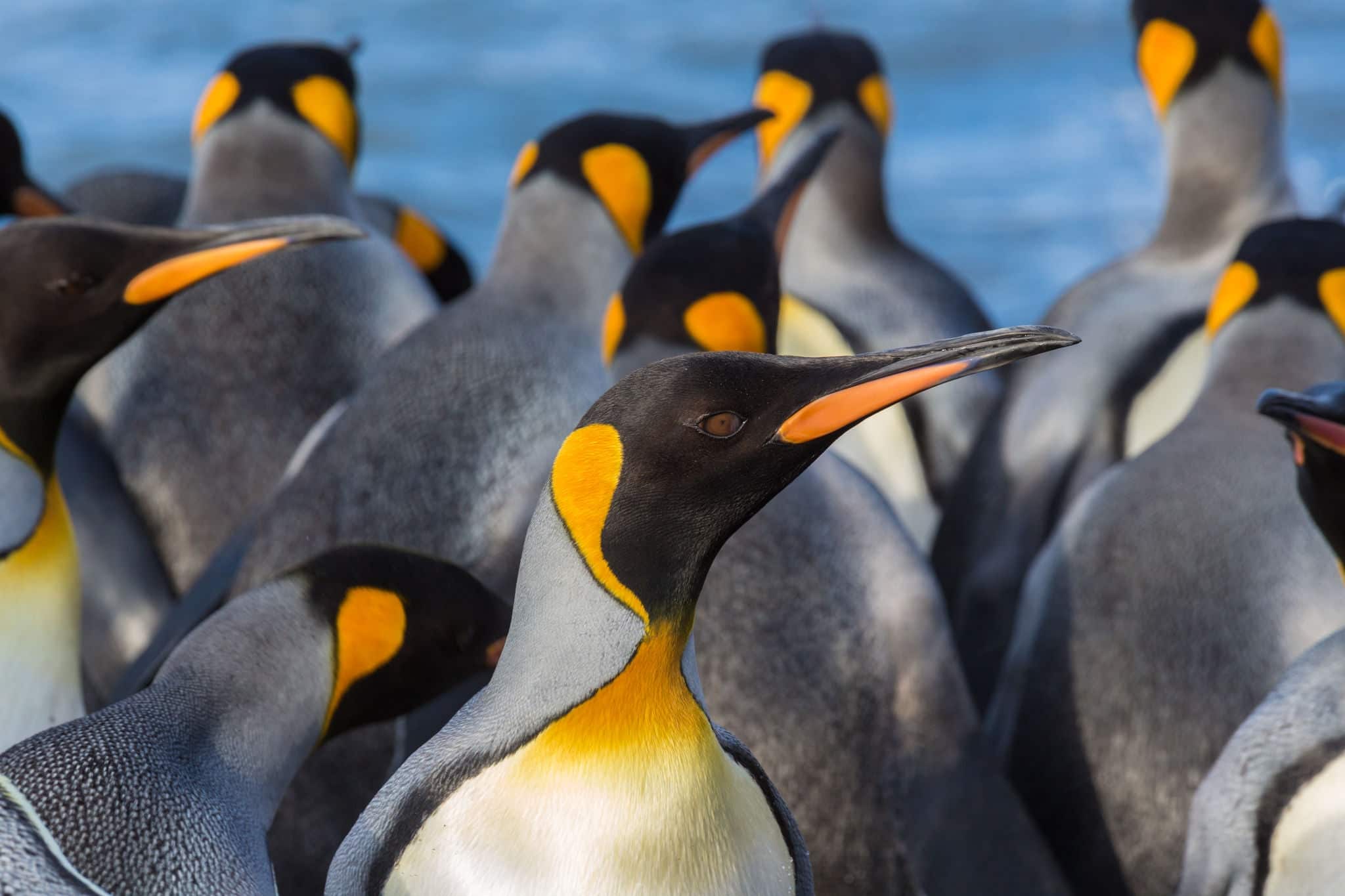 Colorful king penguins closeup