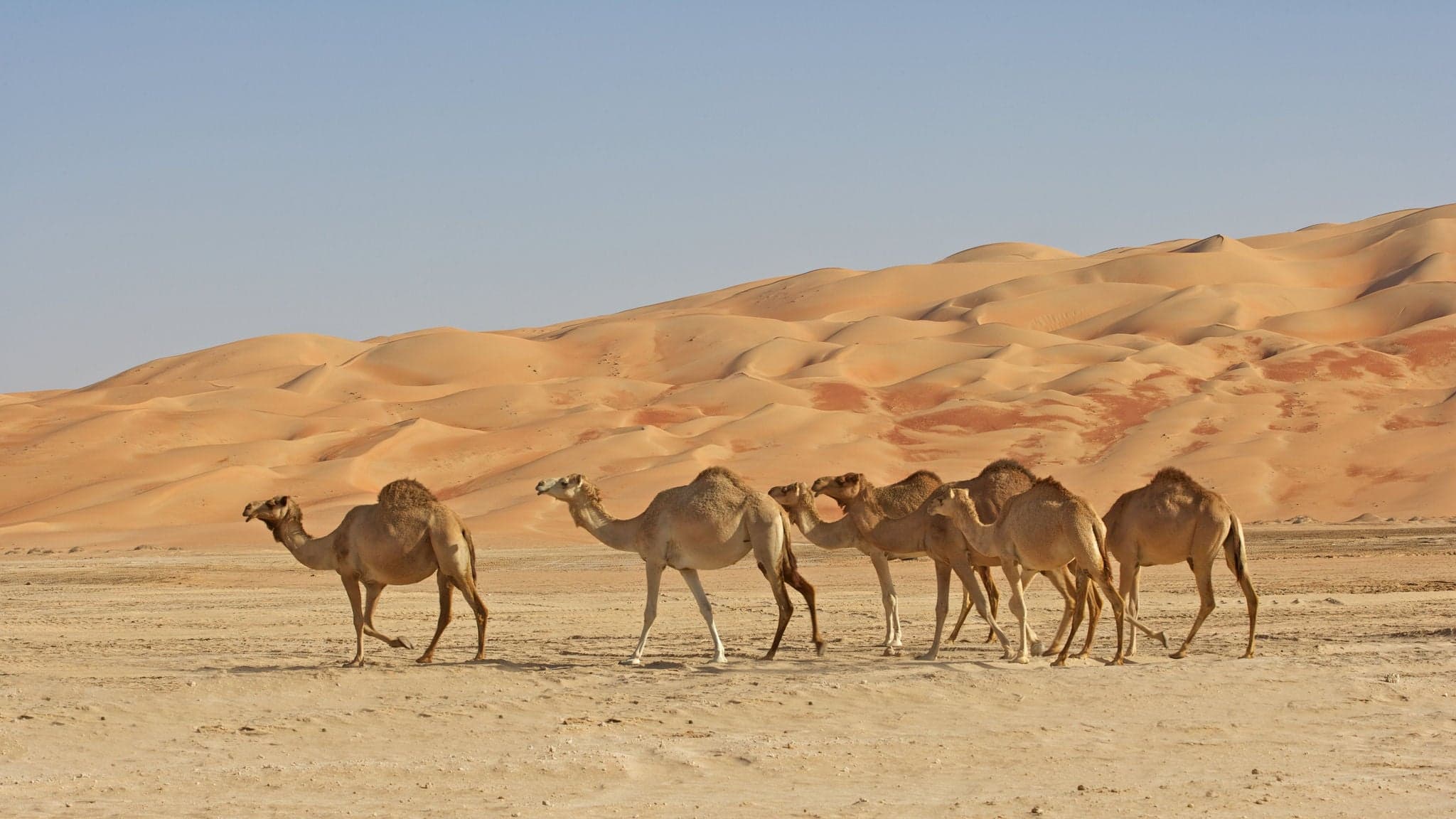 Camels in the Rub al Khali or Empty Quarter. Straddling Oman, Saudi Arabia, the UAE and Yemen, this is the largest sand desert in the world.